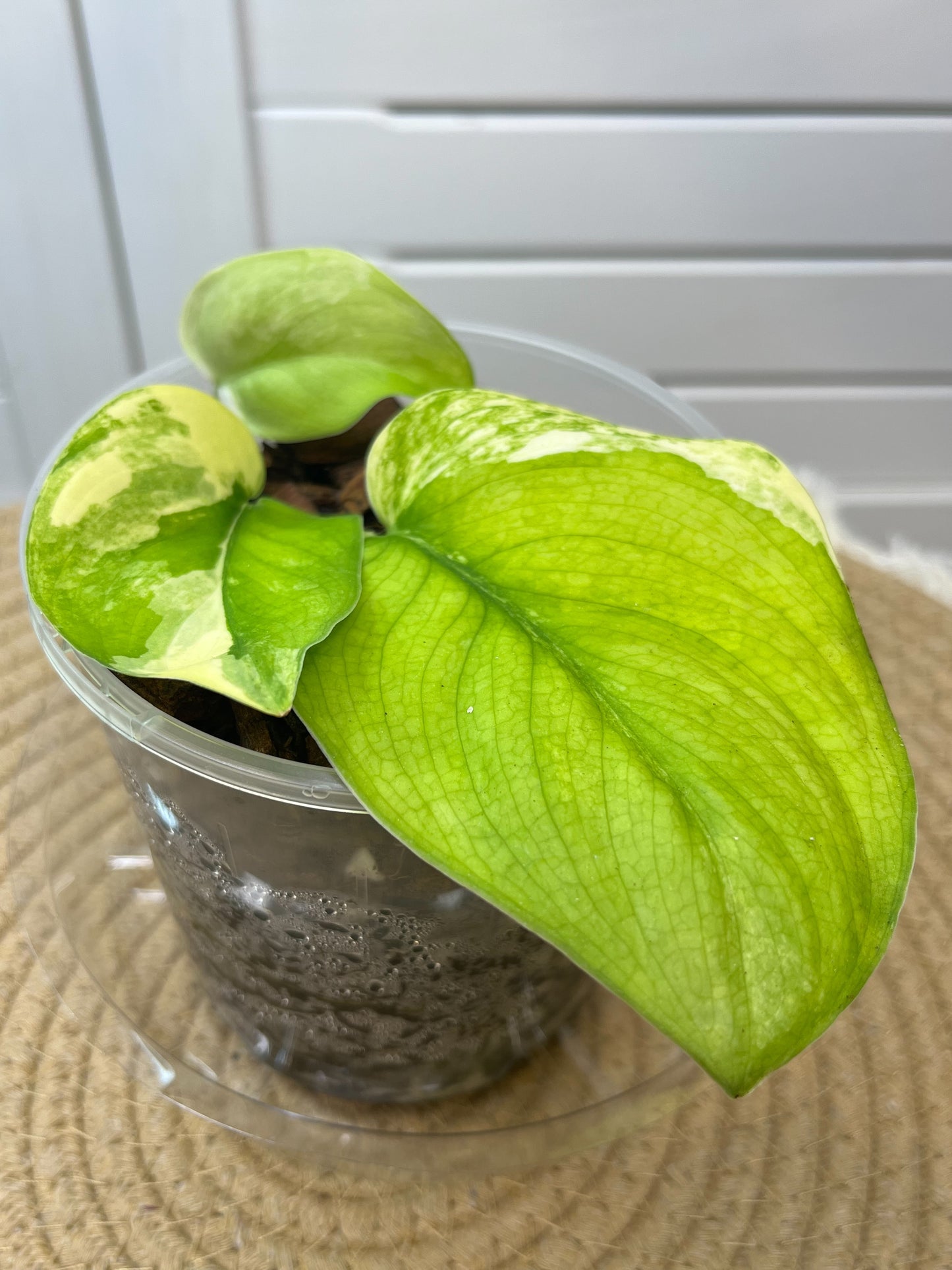 Scindapsus Jade Satin Variegated -1