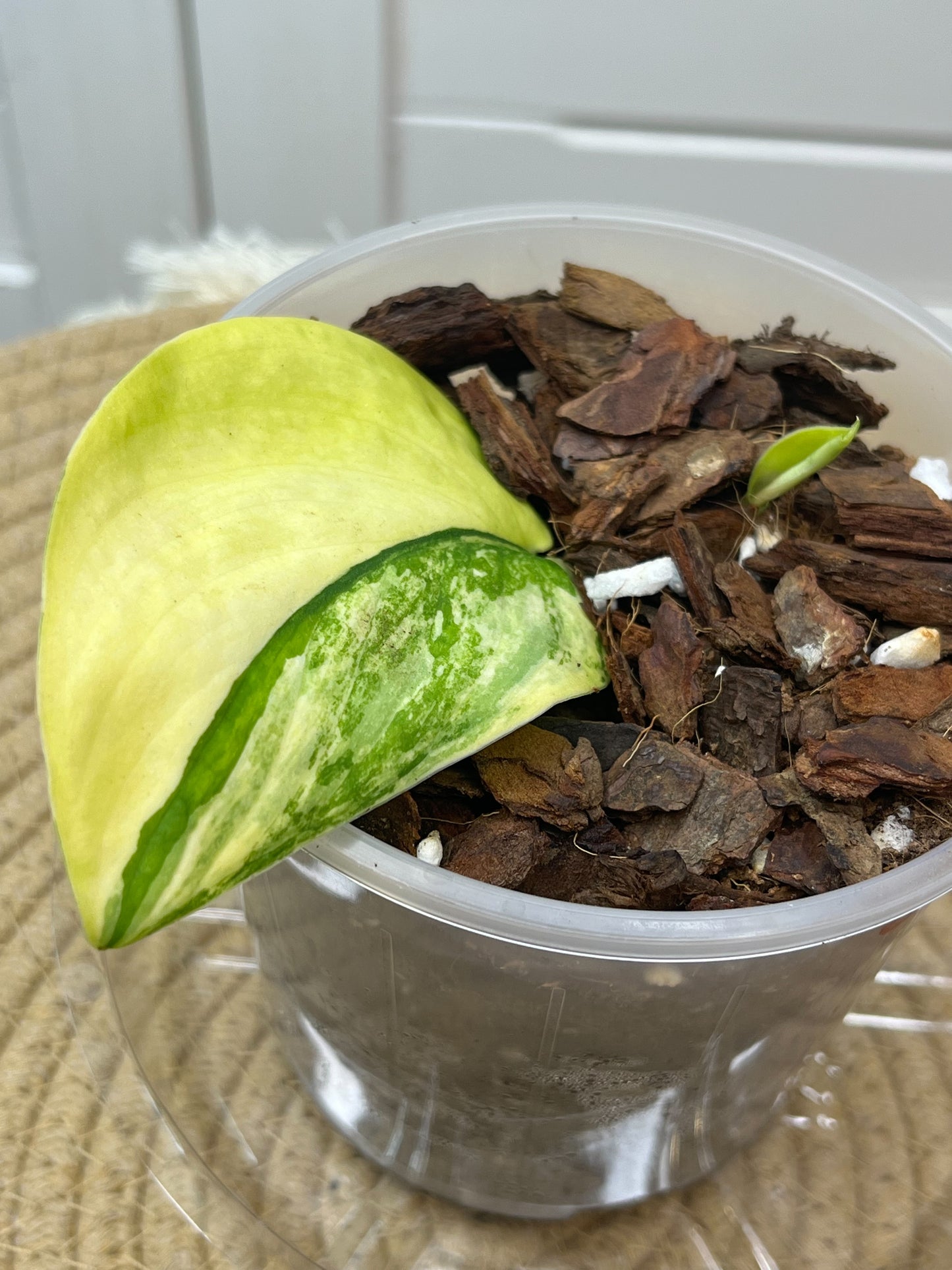 Scindapsus Jade Satin Variegated -2