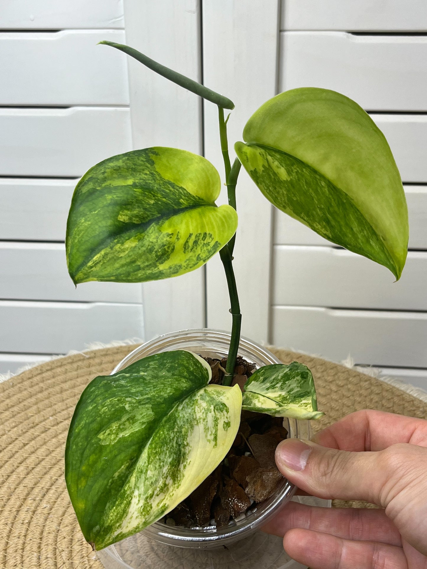 Scindapsus Jade Satin Variegated #2