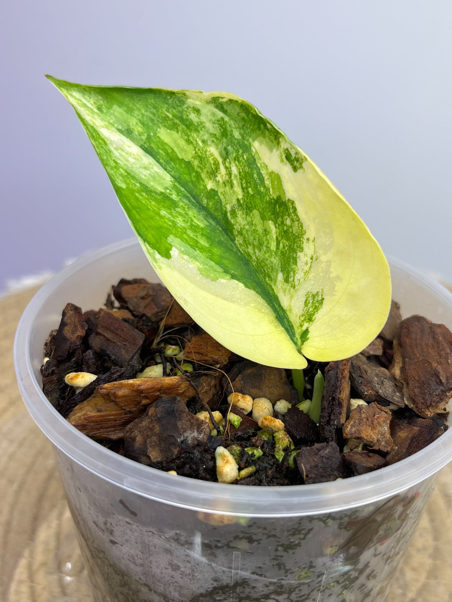 Scindapsus Jade Satin Variegated 3