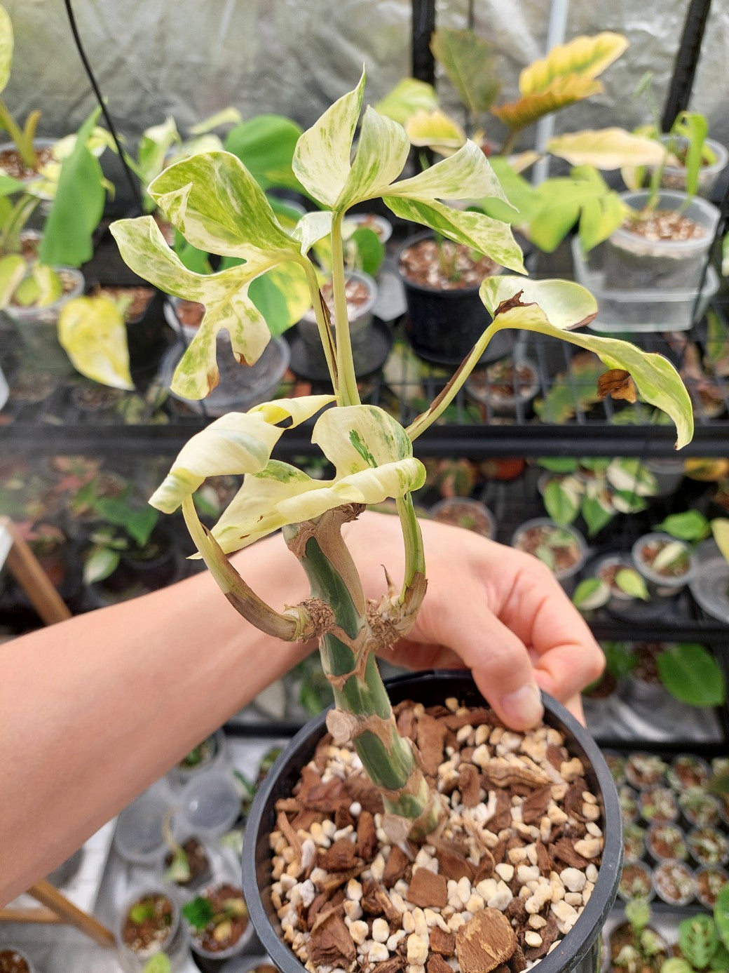 Minima Albo(Rhaphidophora Tetrasperma) Variegated