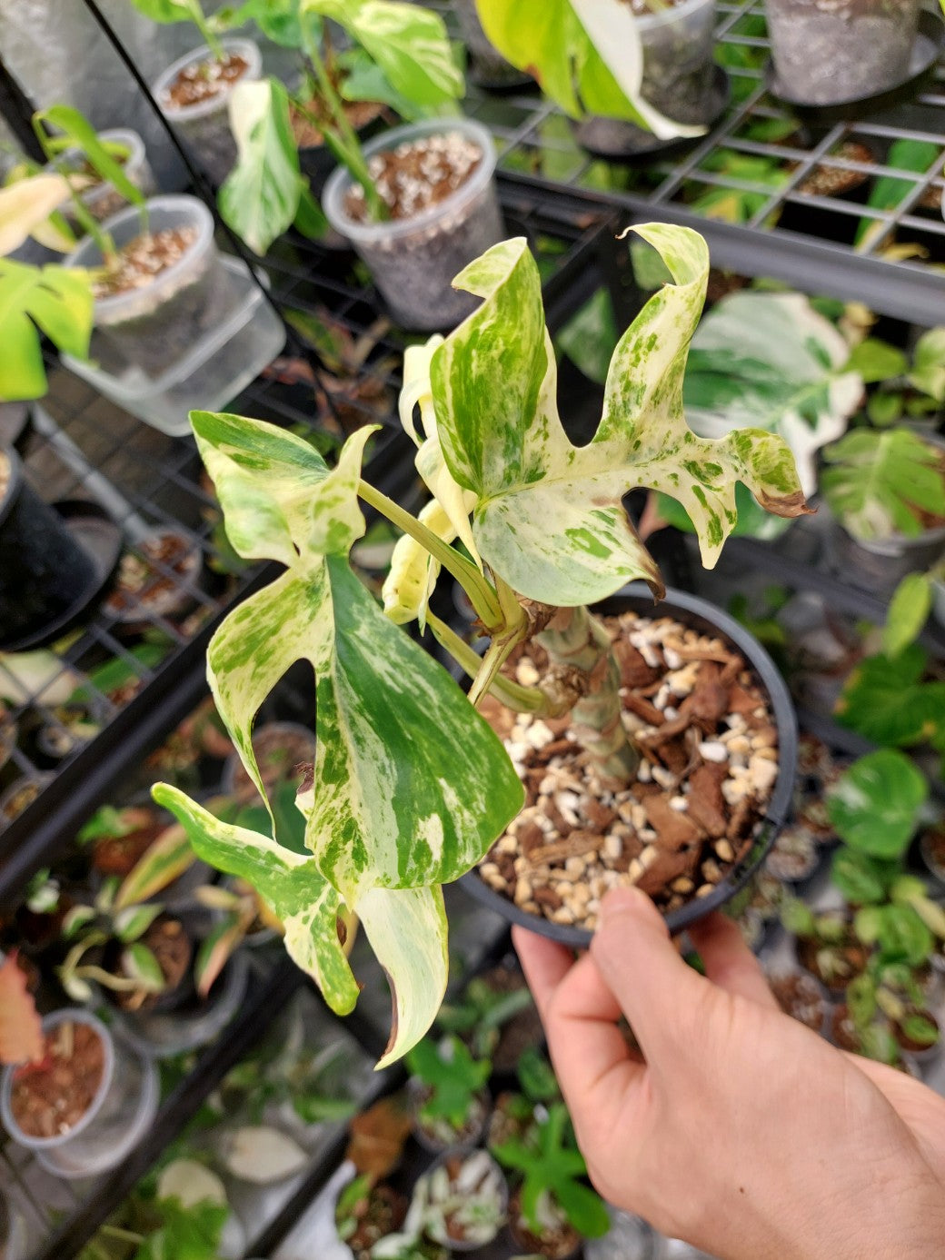 Minima Albo(Rhaphidophora Tetrasperma) Variegated