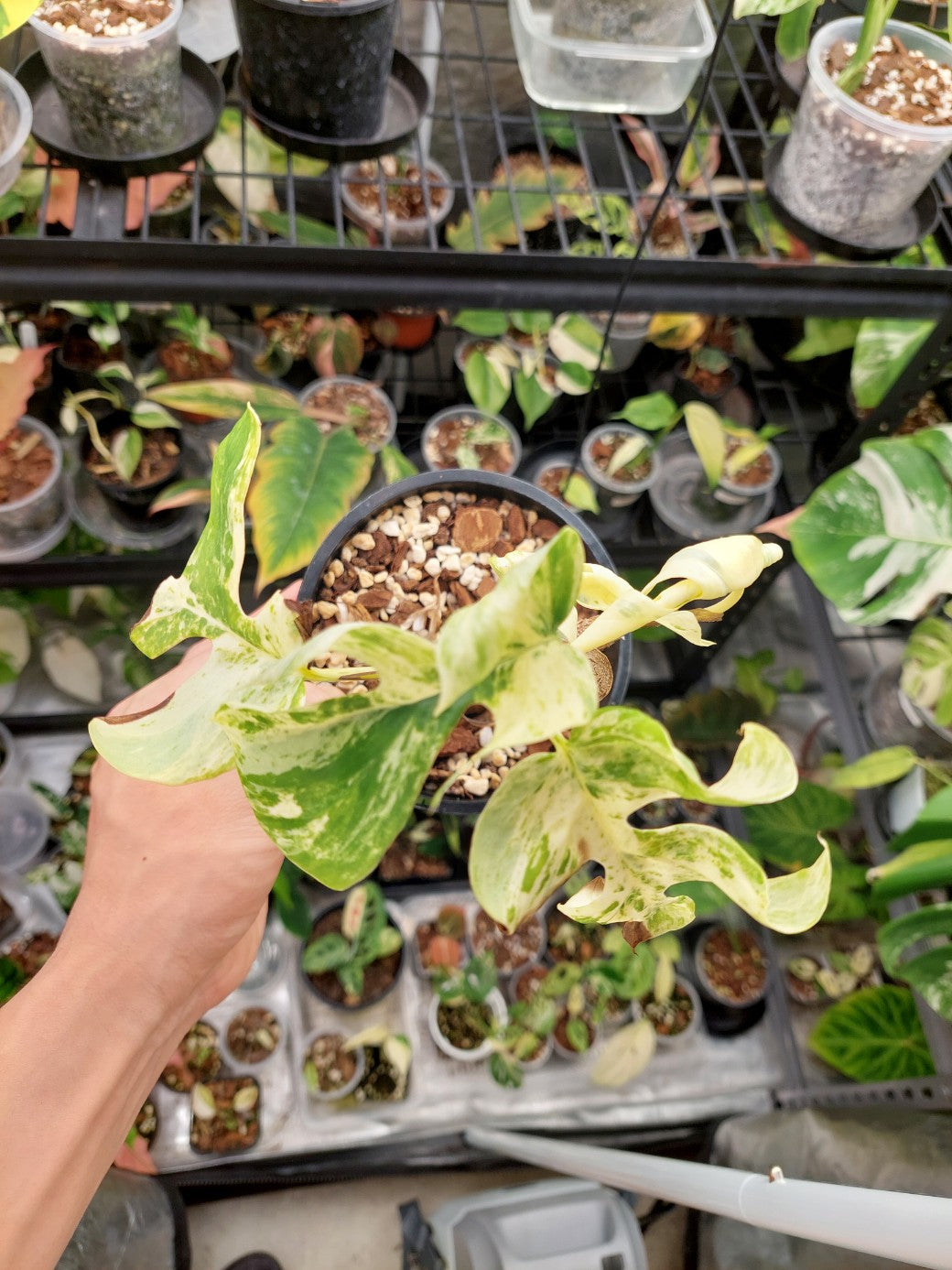Minima Albo(Rhaphidophora Tetrasperma) Variegated
