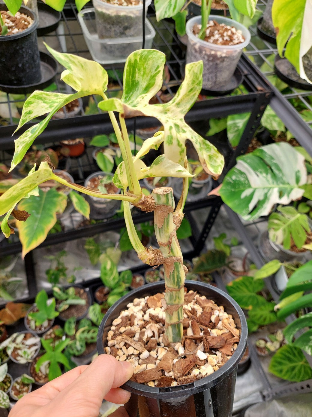 Minima Albo(Rhaphidophora Tetrasperma) Variegated