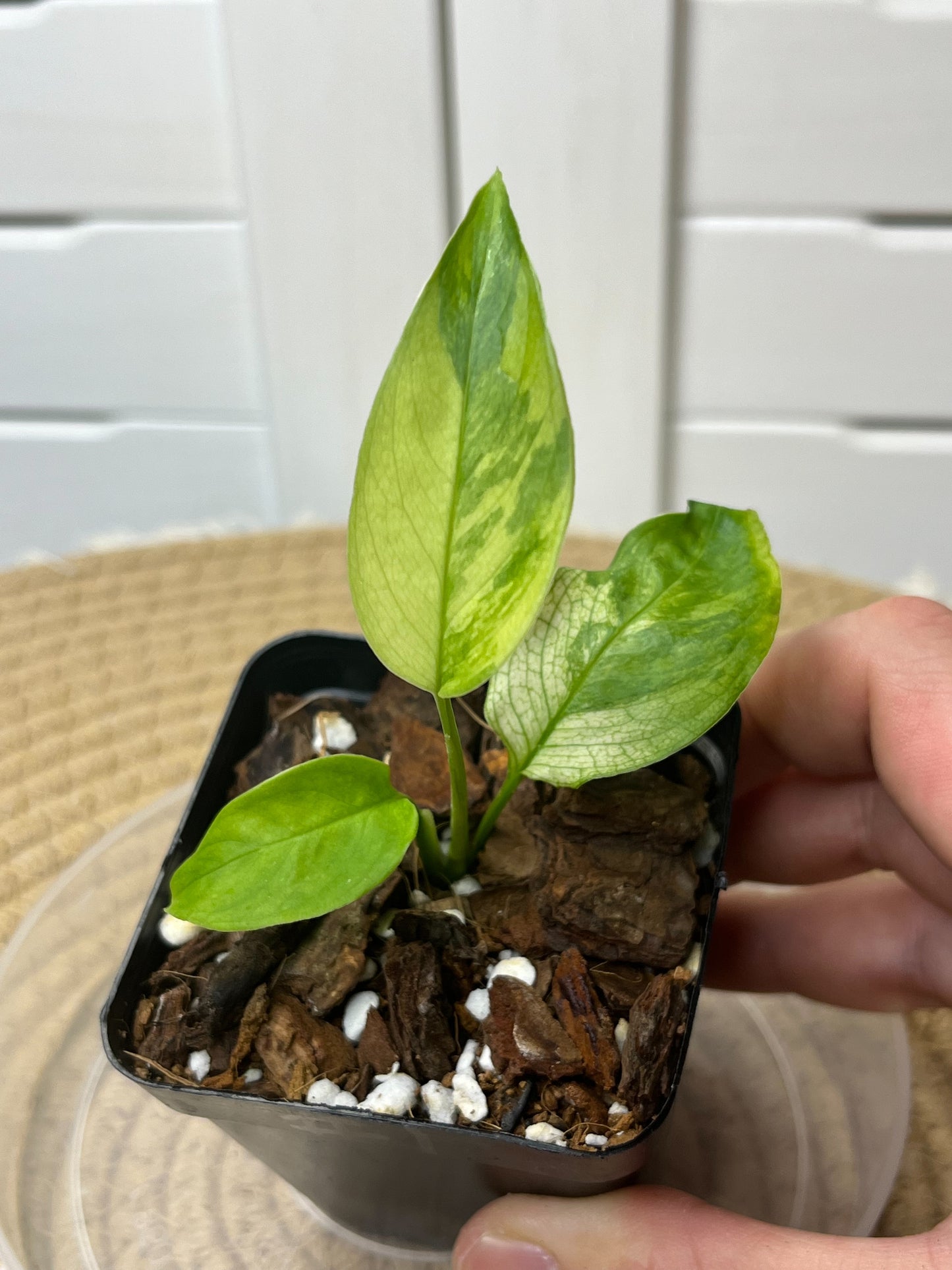 Monstera Adansonii Laniata(Narrow Form) variegated #1