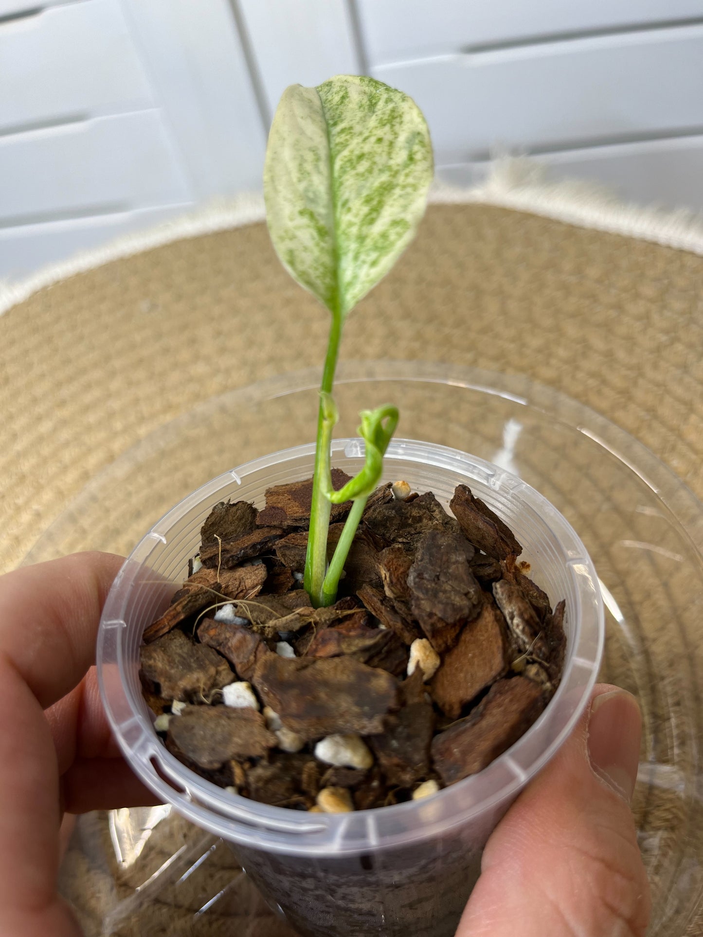 Monstera Adansonii Laniata Mint #2