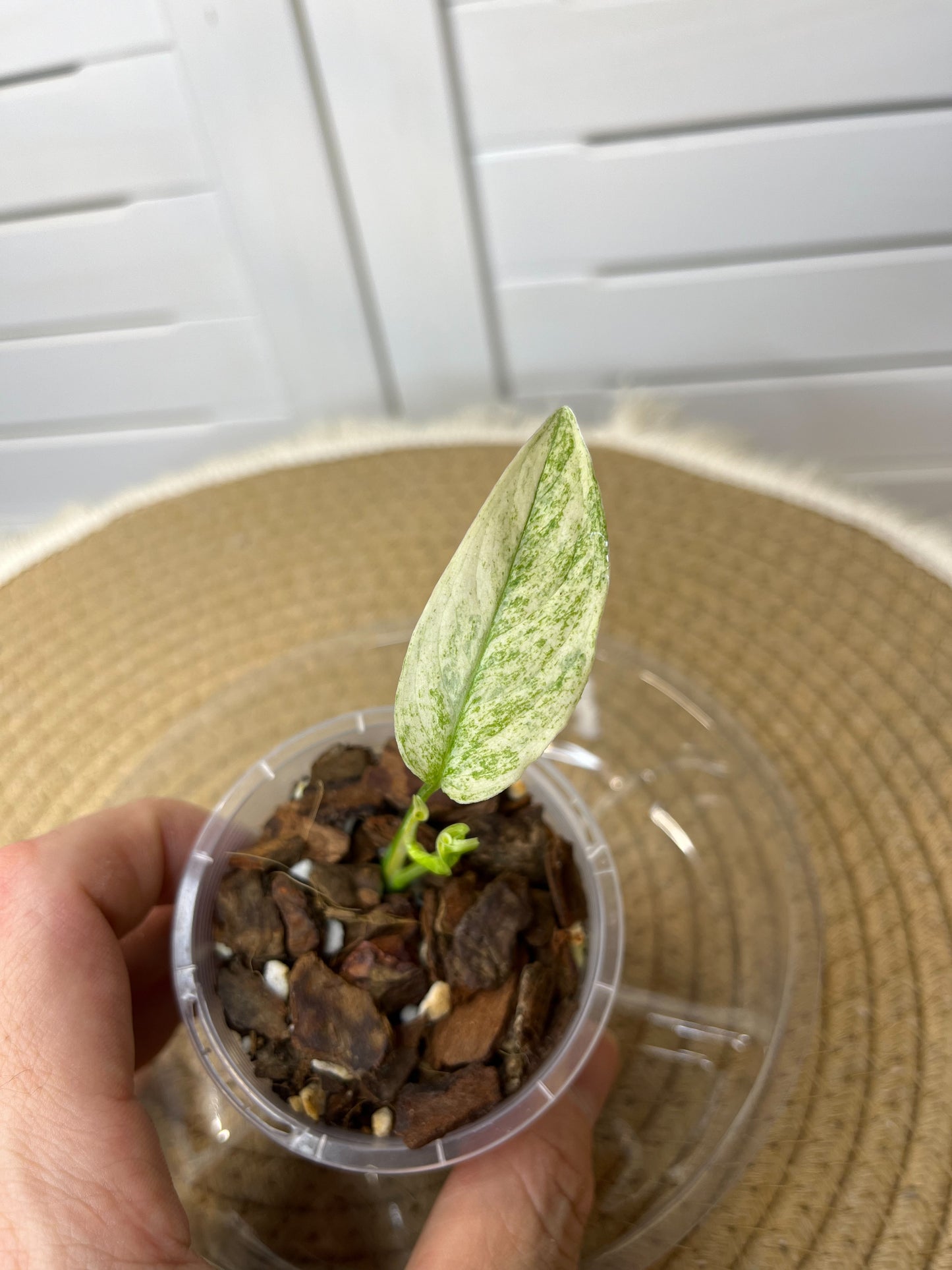 Monstera Adansonii Laniata Mint #2