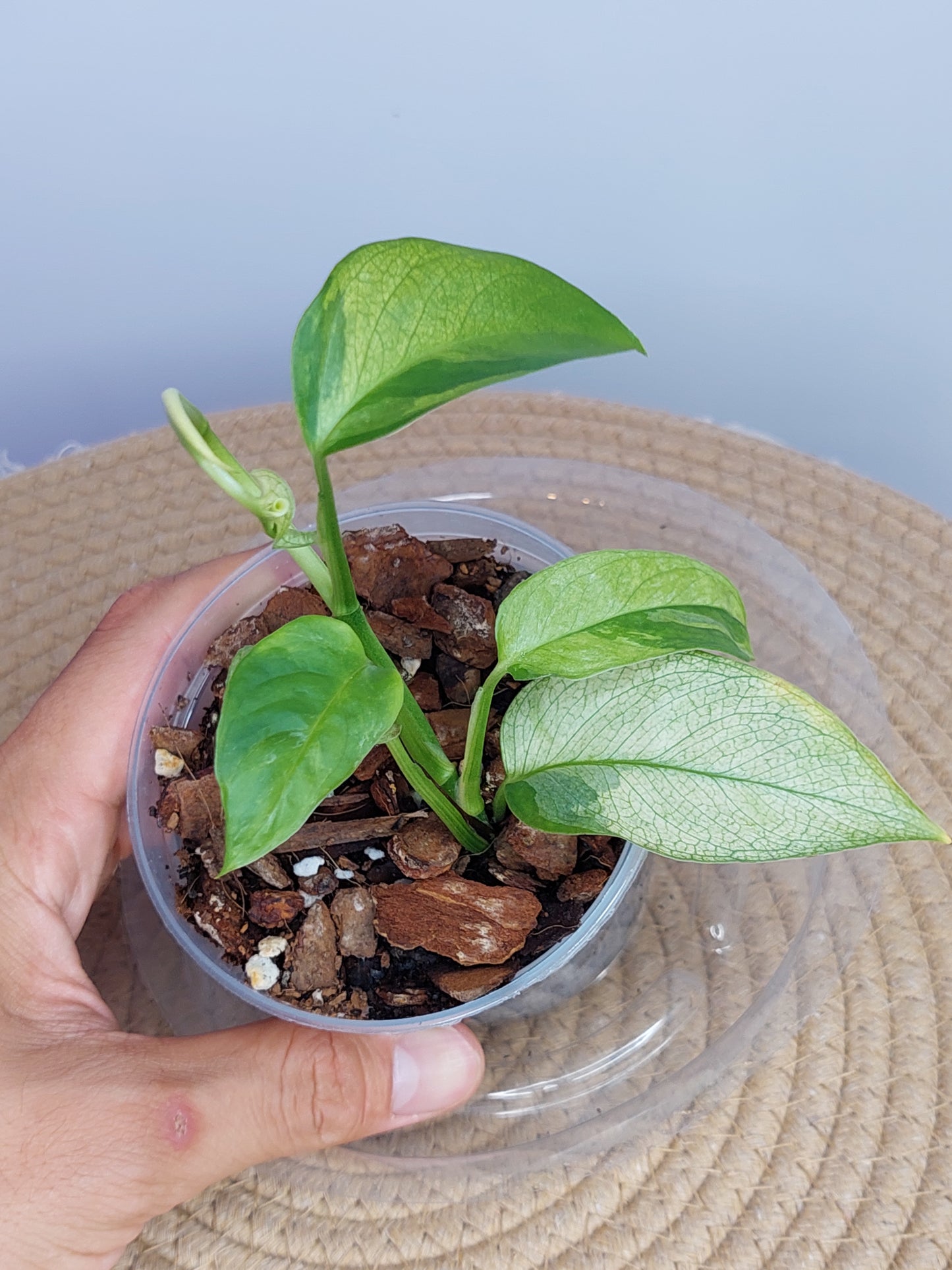 Monstera Adansonii Laniata(Narrow Form) variegated 3