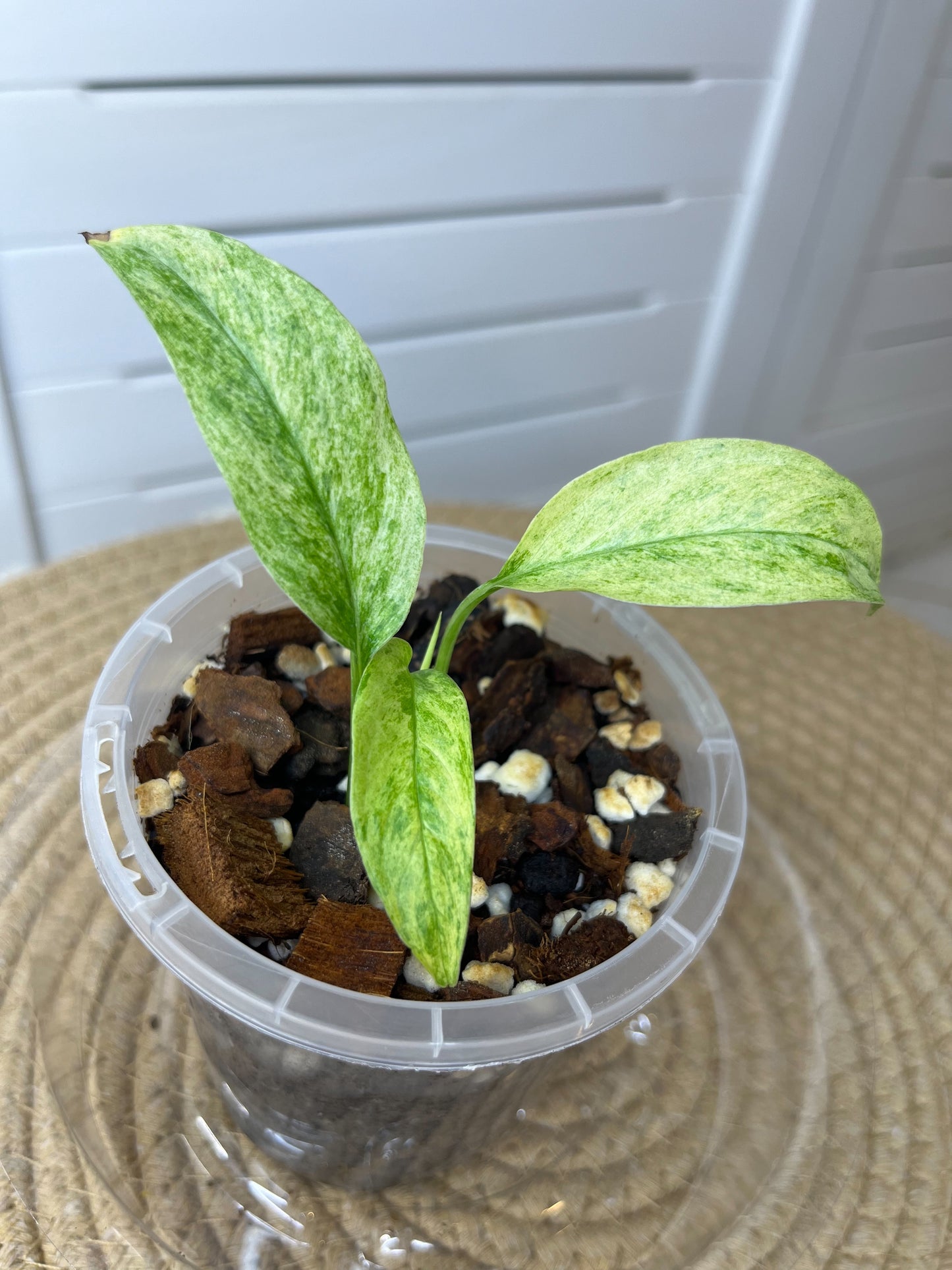 Monstera Adansonii Laniata Mint (1)