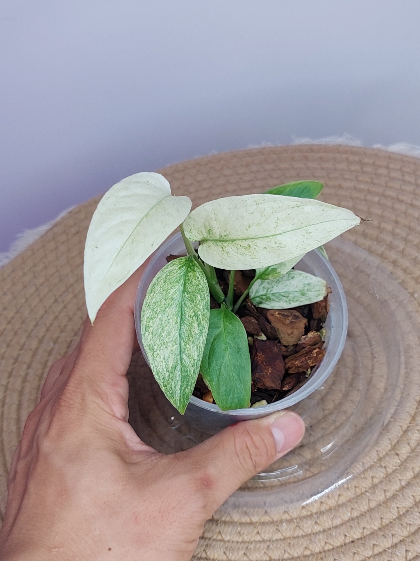 Monstera Adansonii Laniata Mint 1