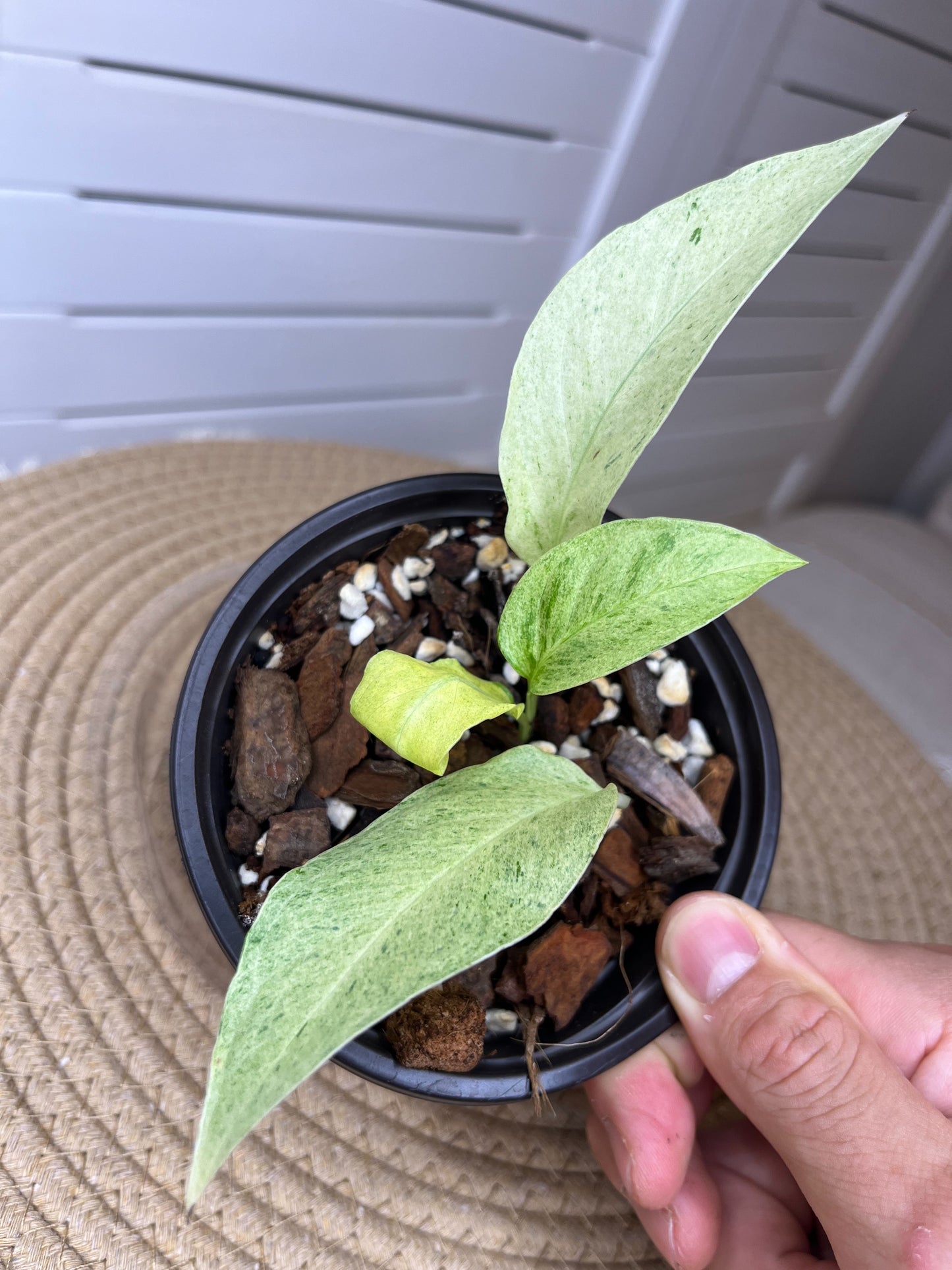 Monstera Adansonii Laniata Mint (2)