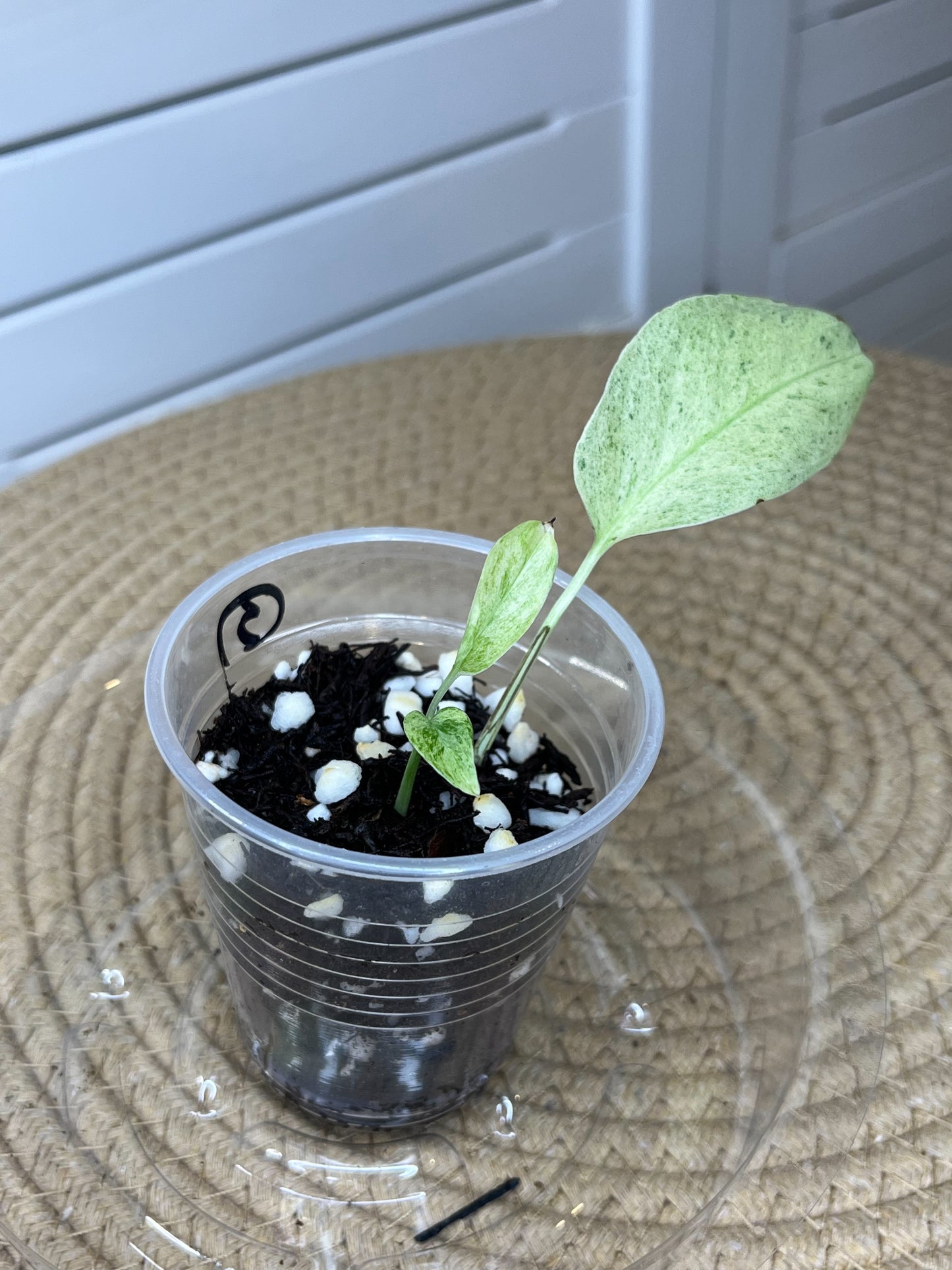 Monstera Adansonii Laniata Mint *small* (3)