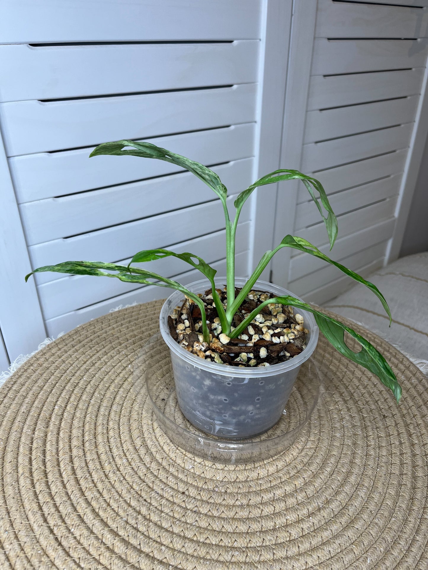 Monstera Adansonii Mint (1)