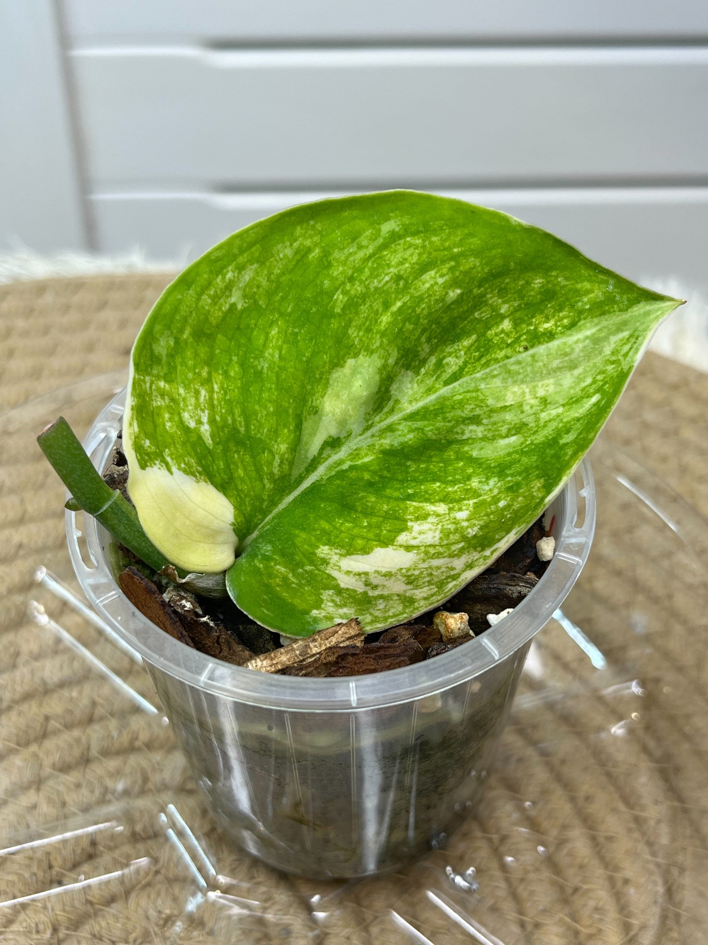 Scindapsus Mangurai Variegated -1