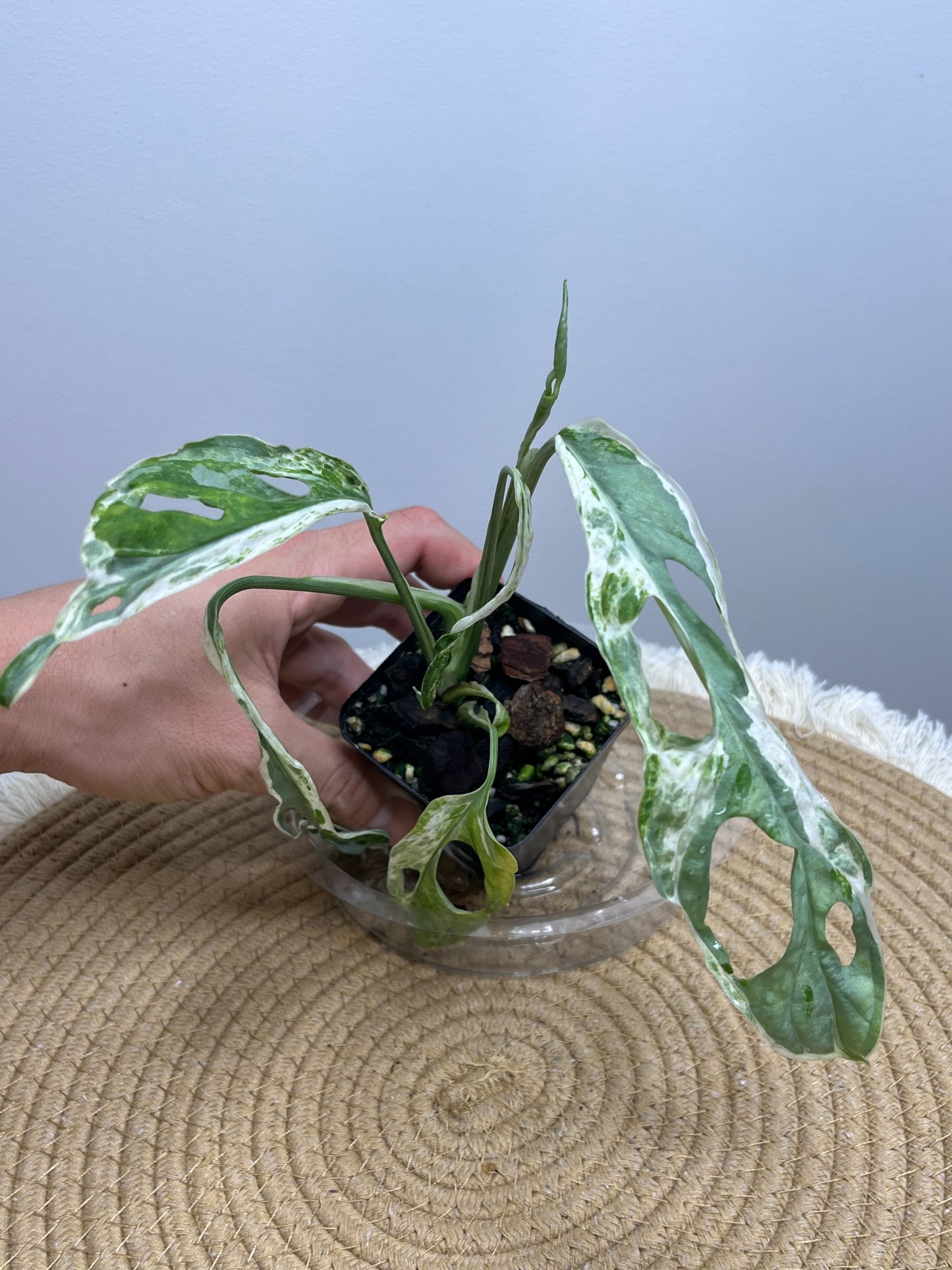 Monstera Adansonii Mint 1