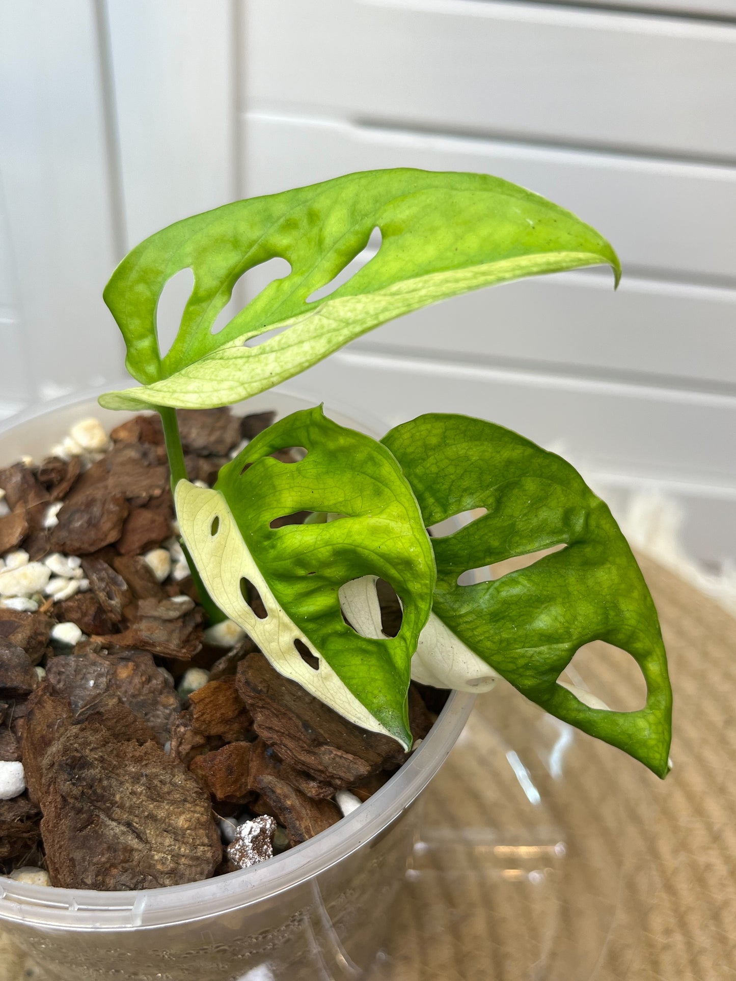 Monstera Monkey Mask(Adansonii) Variegated -1