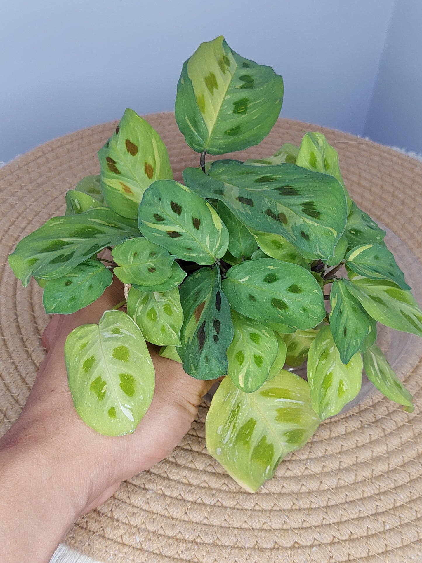 Prayer Plant(Maranta) Variegated 1