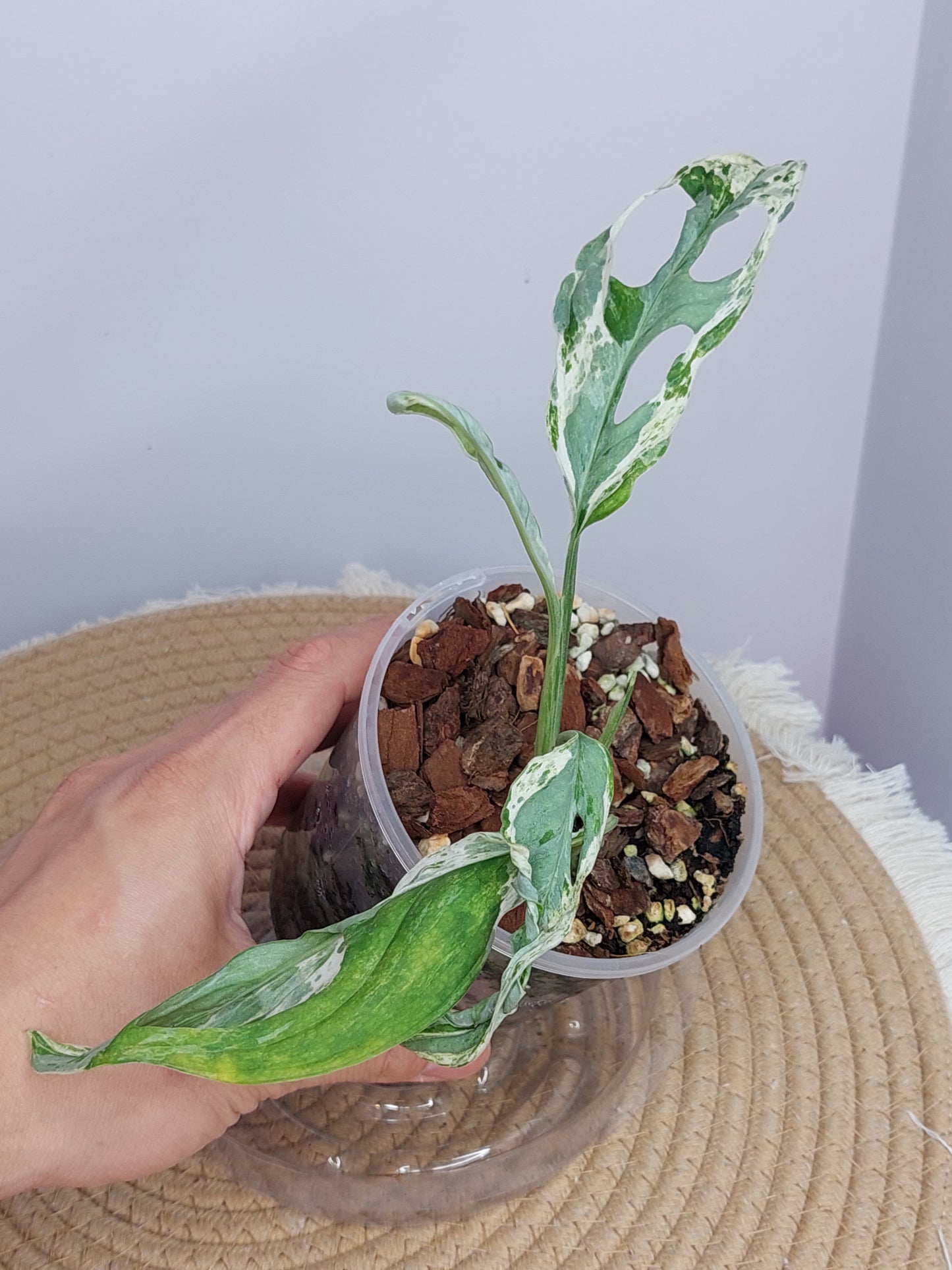 Monstera Adansonii Mint 1