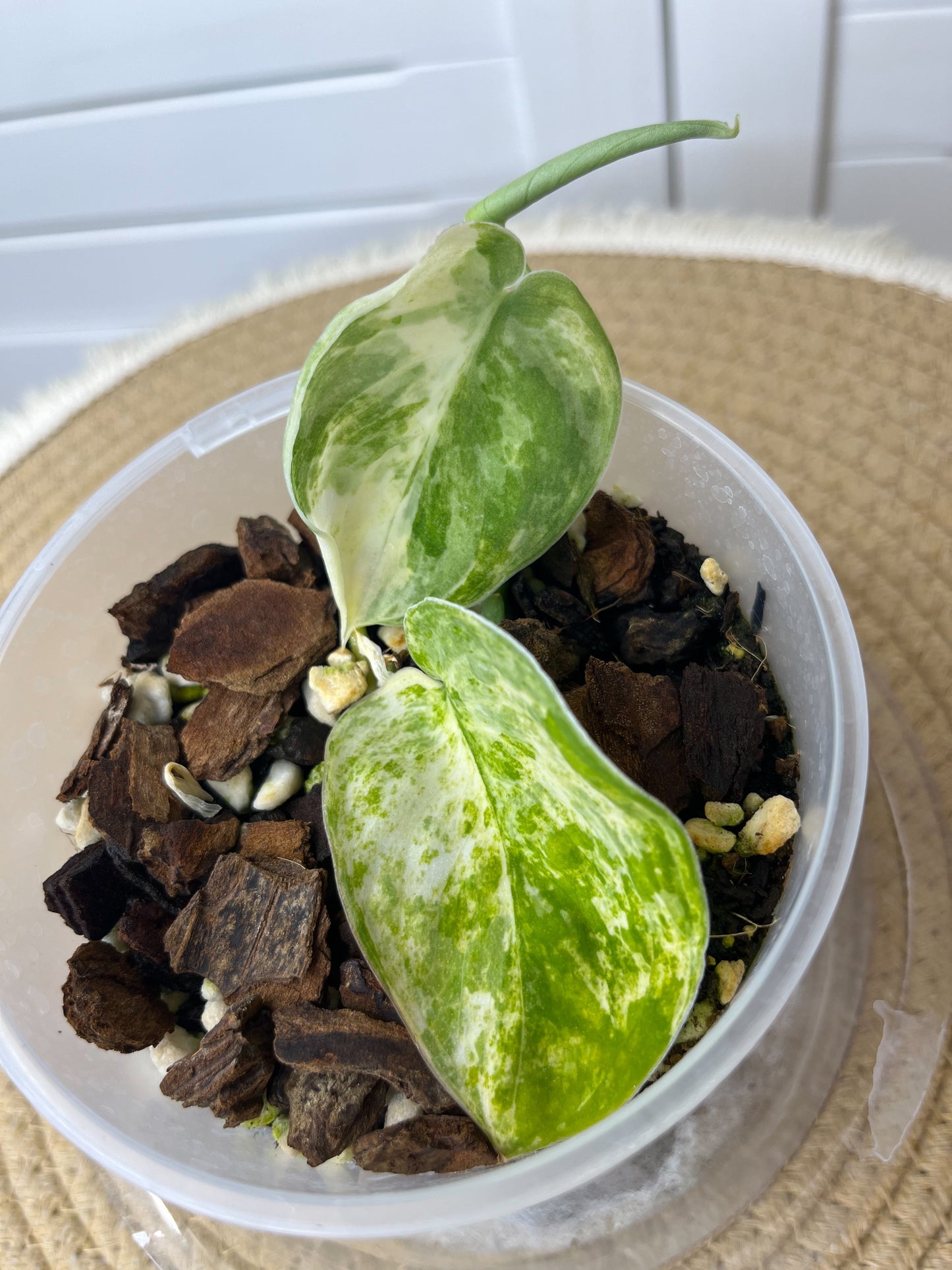 Scindapsus Mangurai Variegated 1