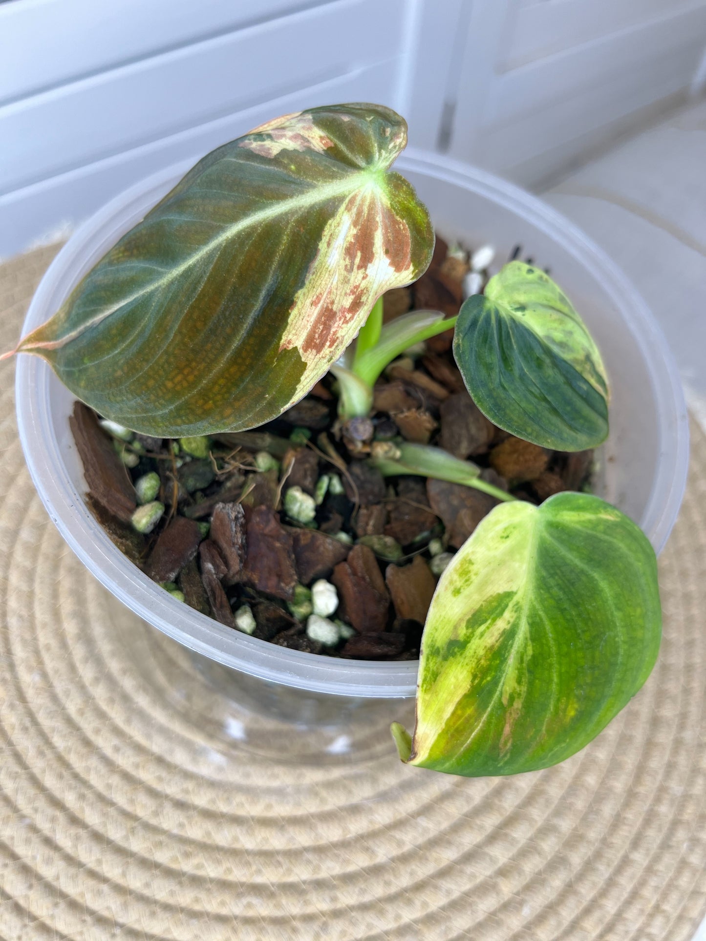 Philodendron Melanochrysum Variegated (2)