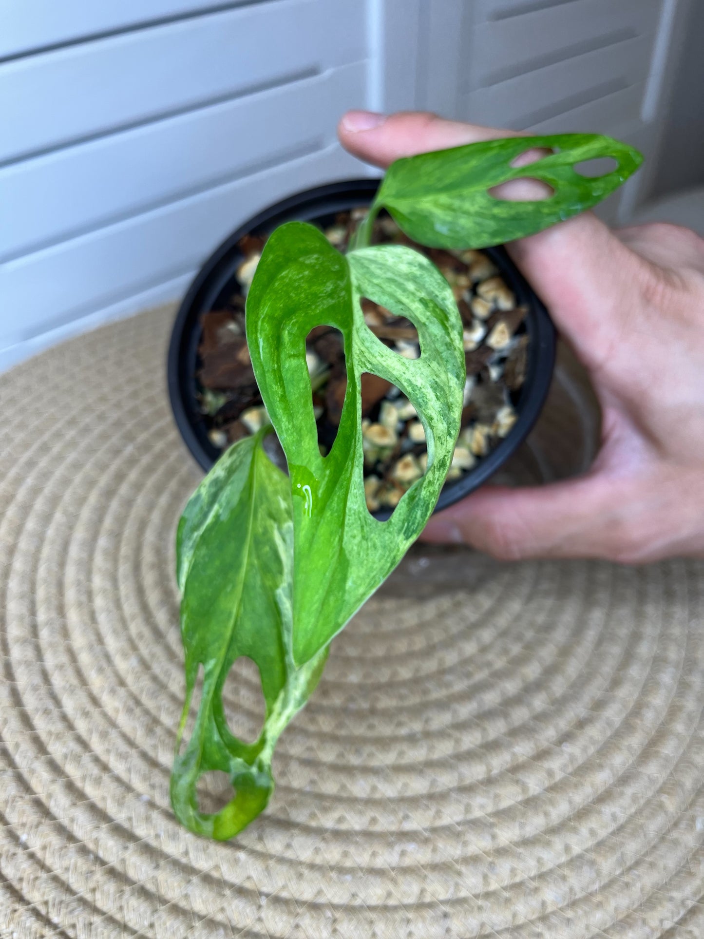 Monstera Adansonii Mint (2)