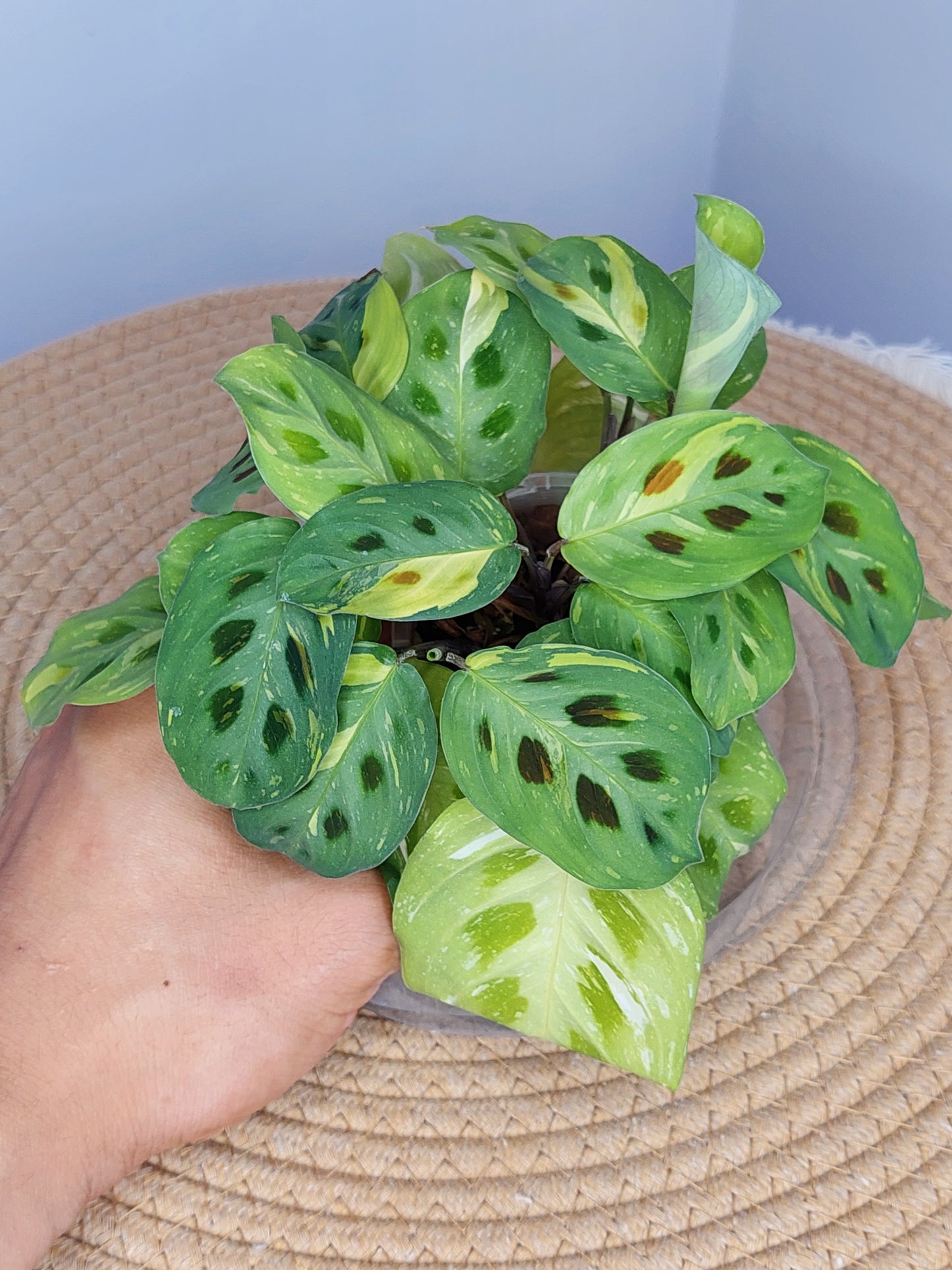 Prayer Plant(Maranta) Variegated 2