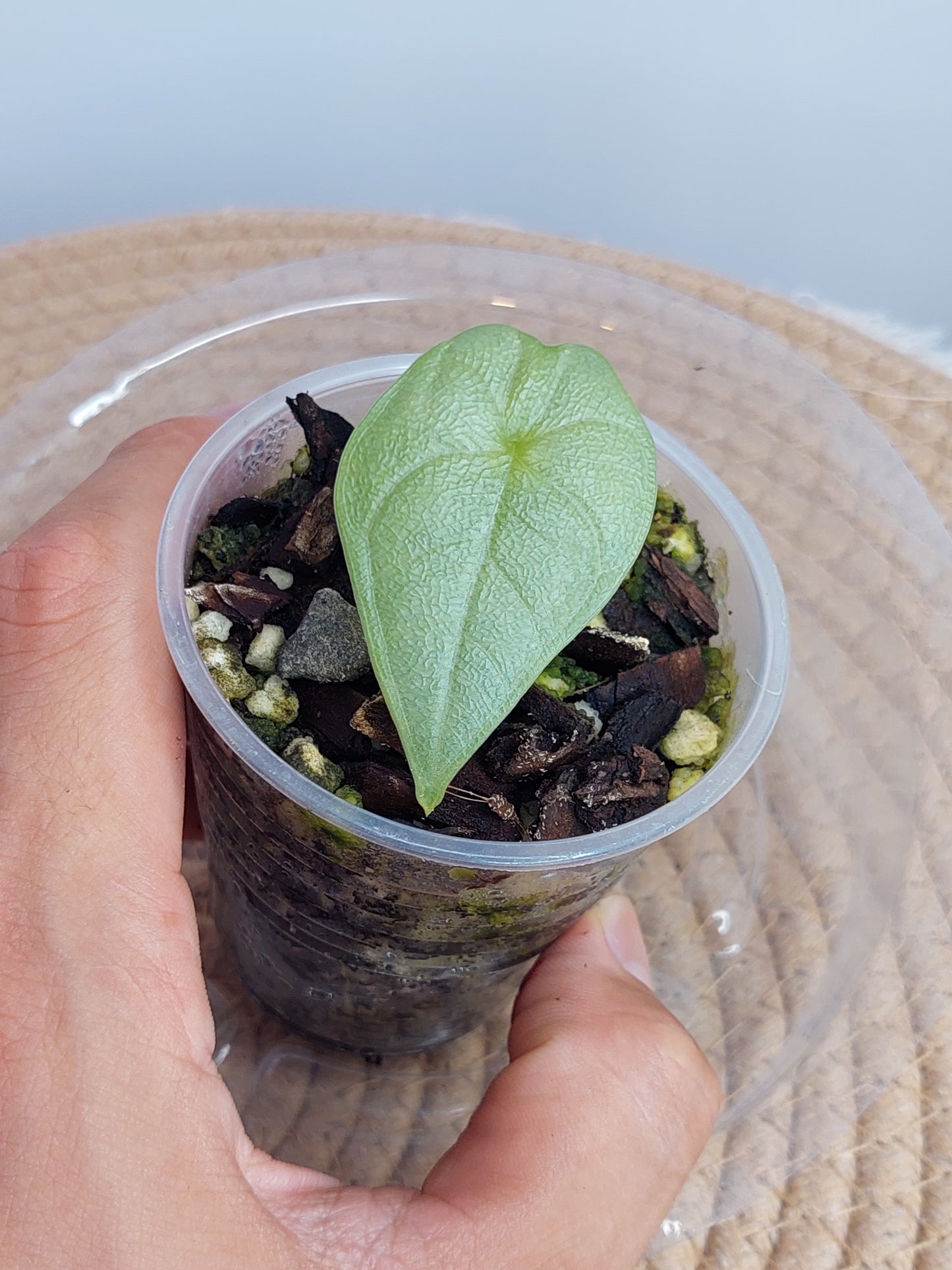 Alocasia Melo pup(Small) 1
