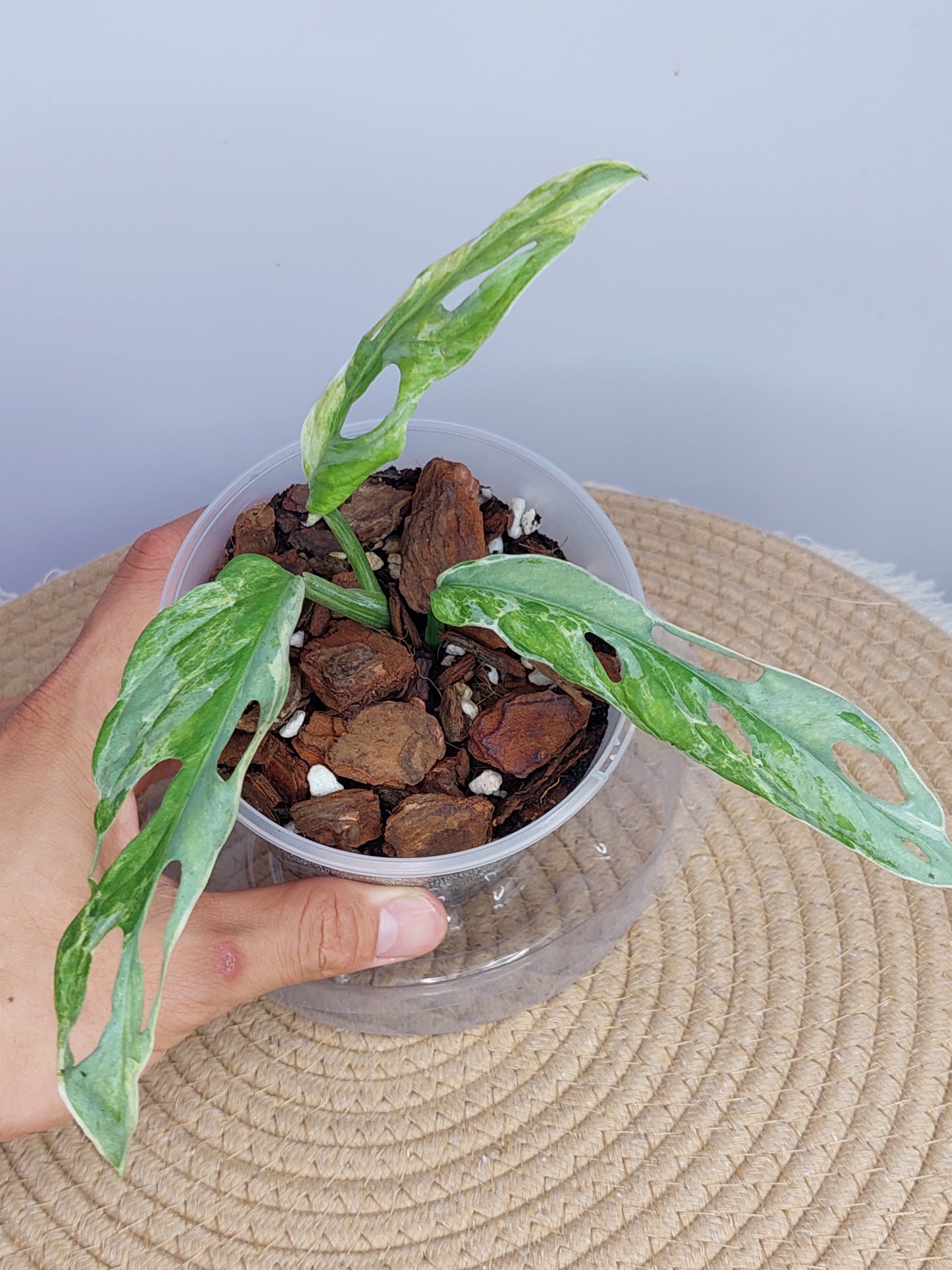 Monstera Adansonii Mint 1