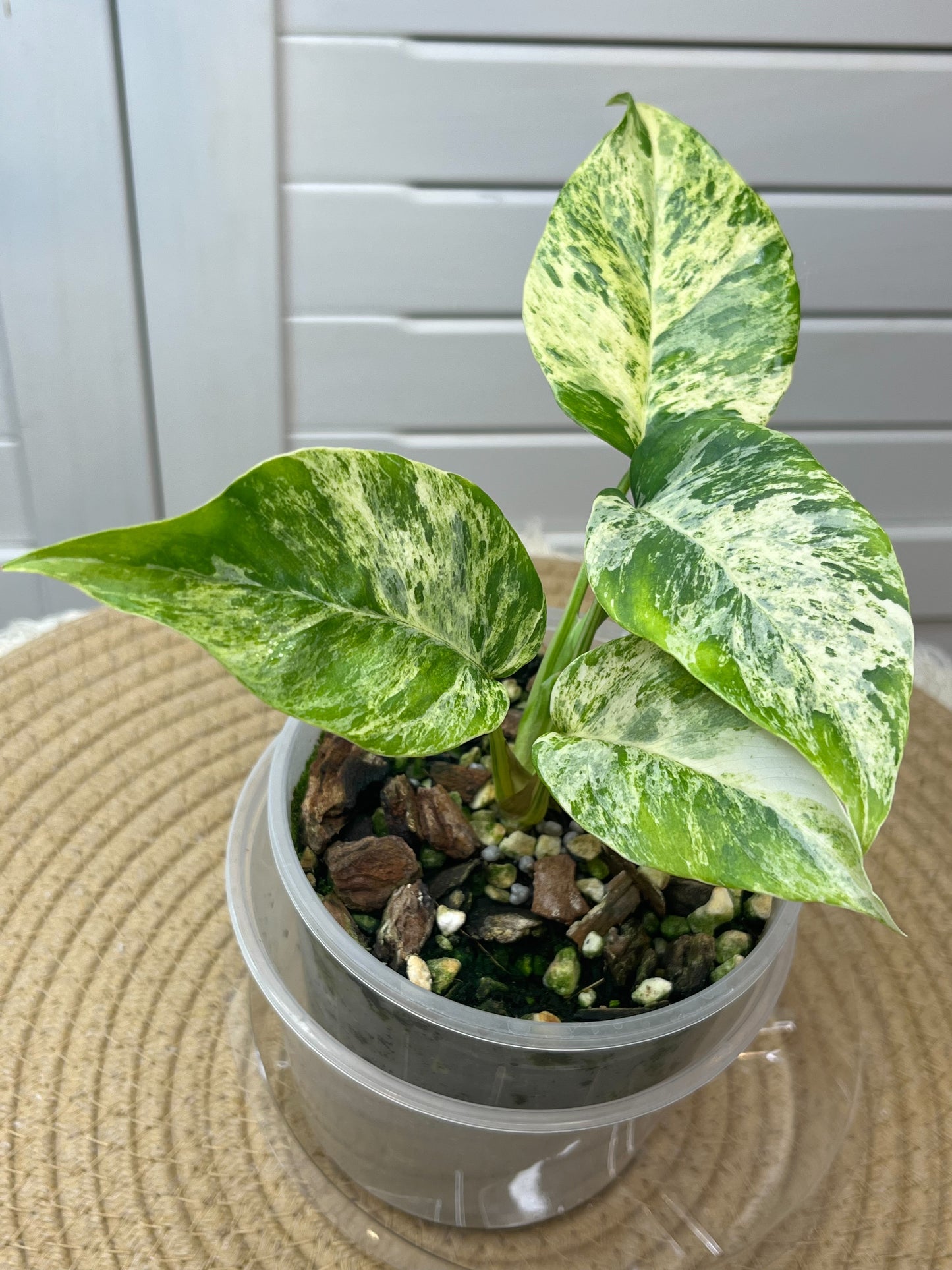 Minima Albo(Rhaphidophora Tetrasperma) Variegated - 1