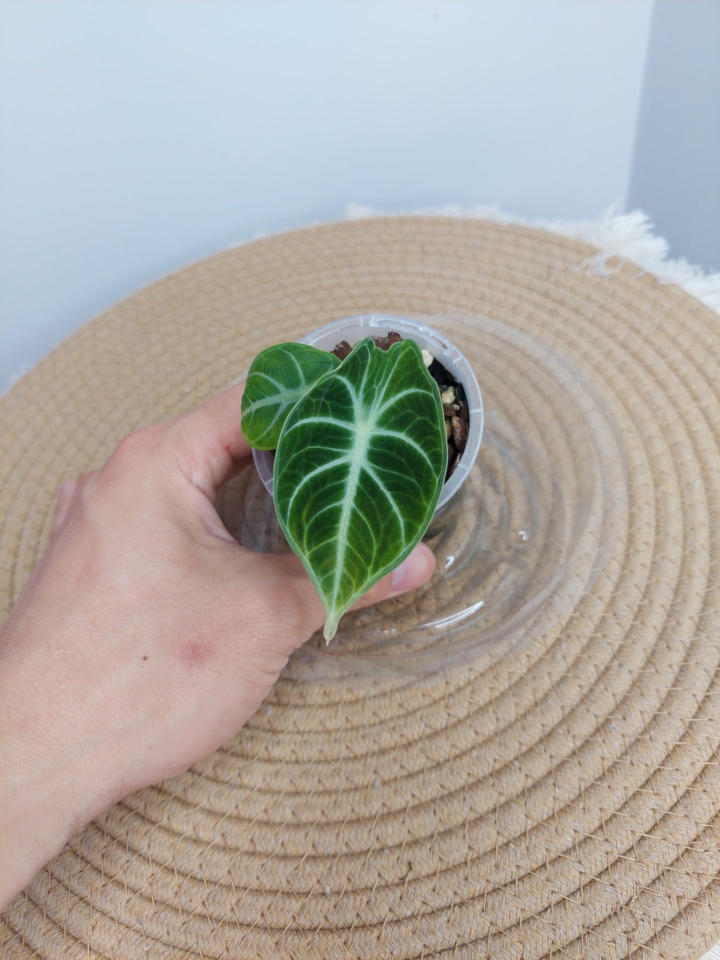 Alocasia Ninja 1