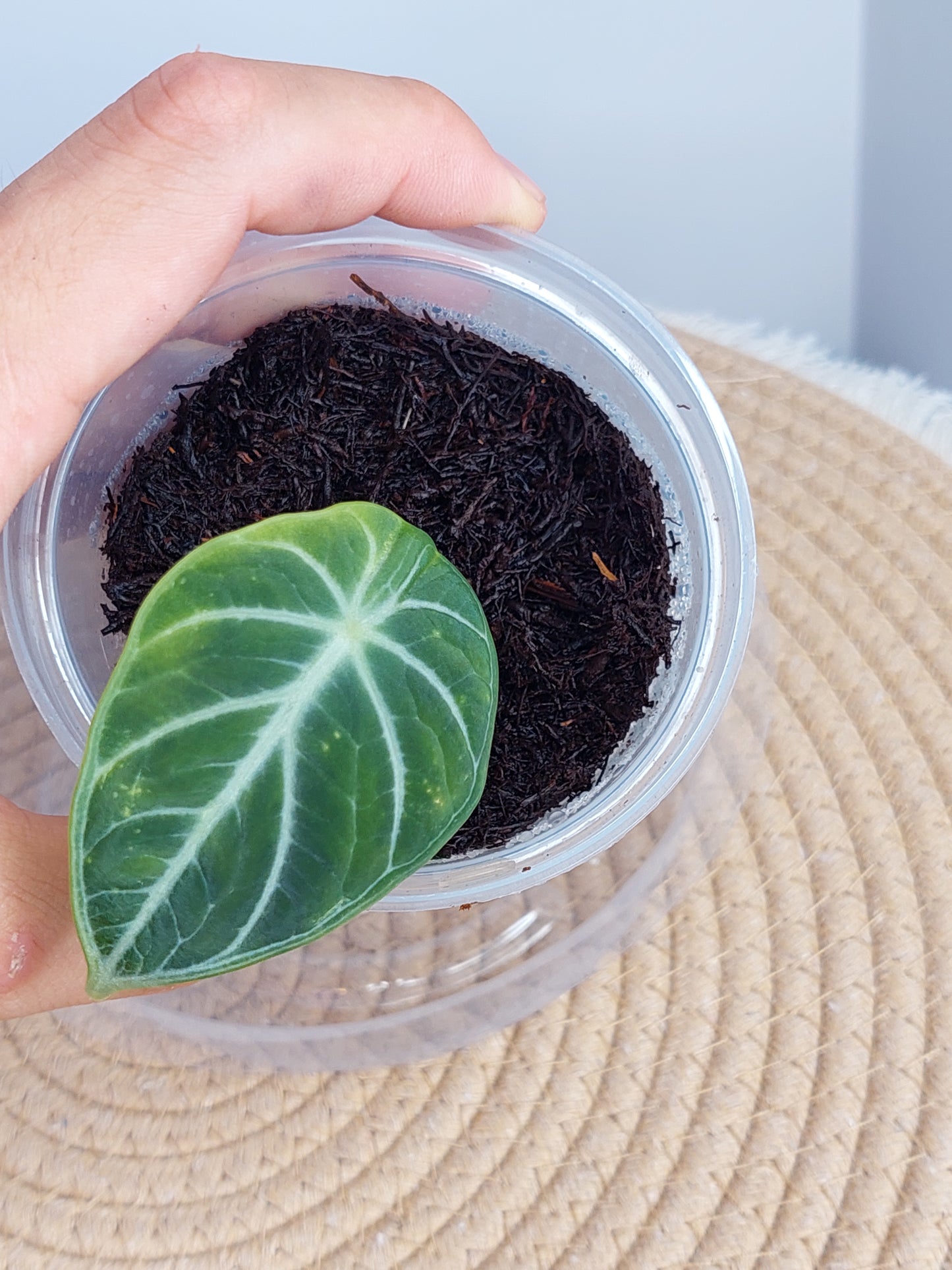 Alocasia Ninja Pup(Small) 1