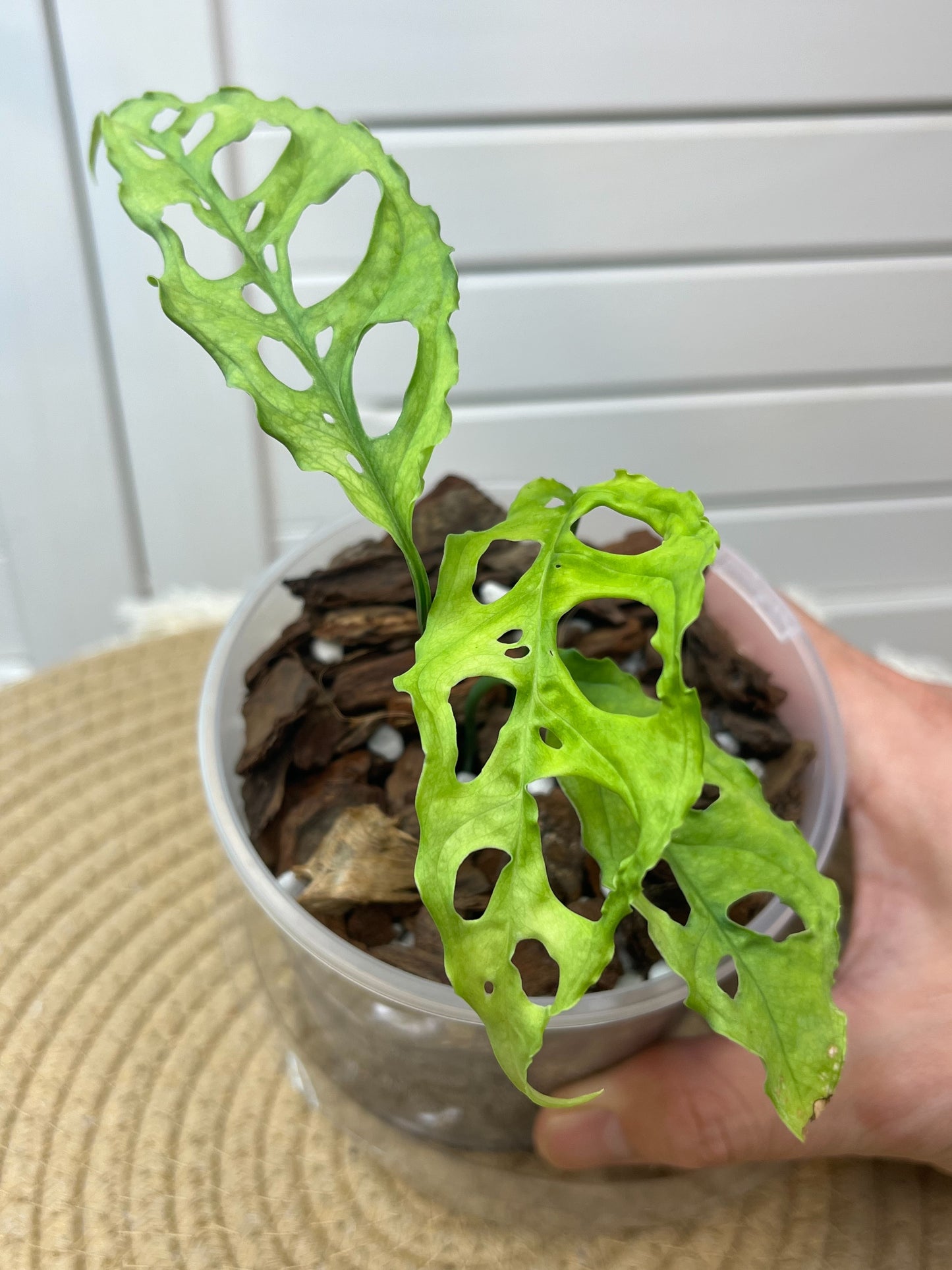 Monstera Obliqua Peru -1