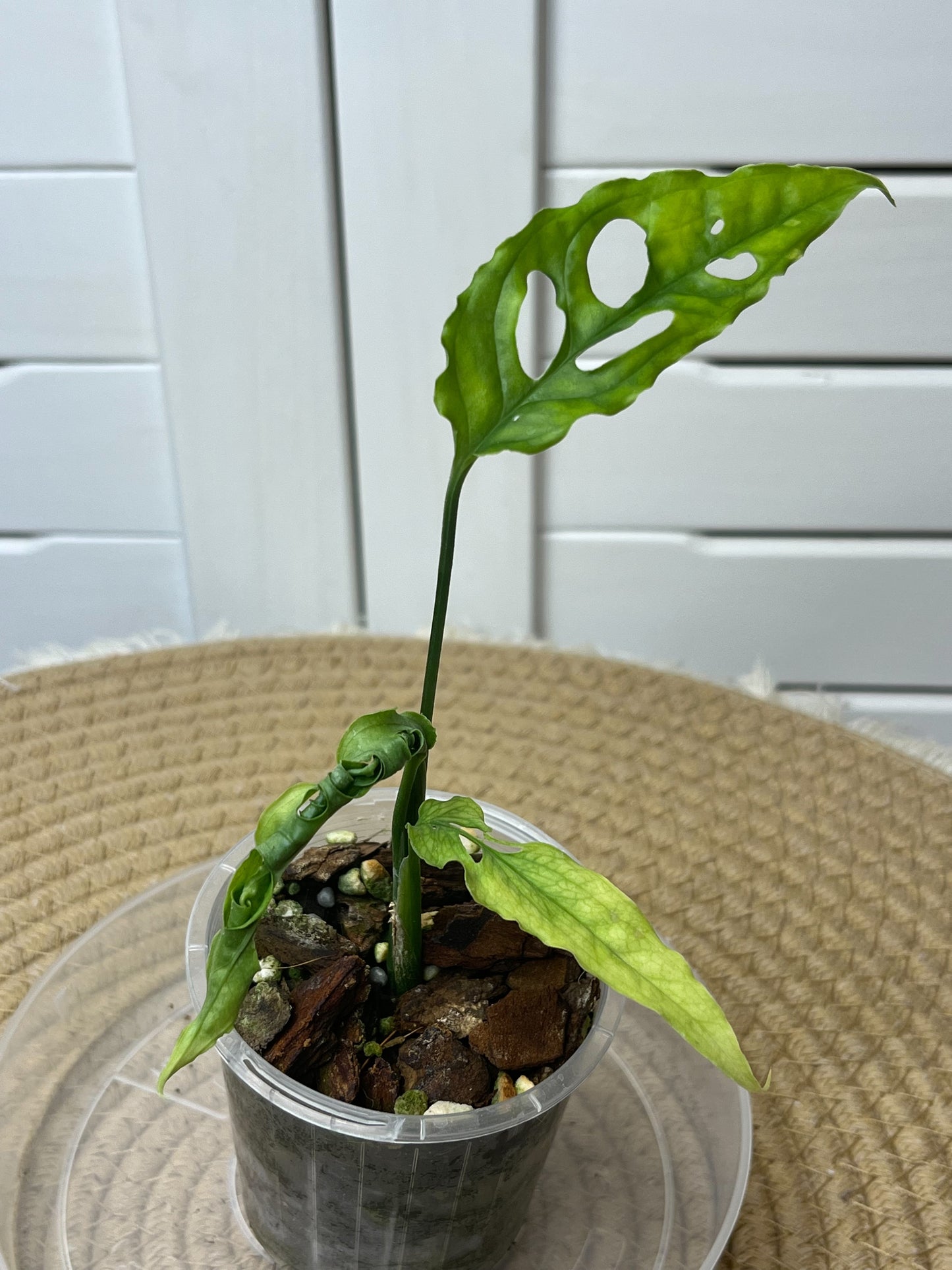 Monstera Obliqua Peru #1