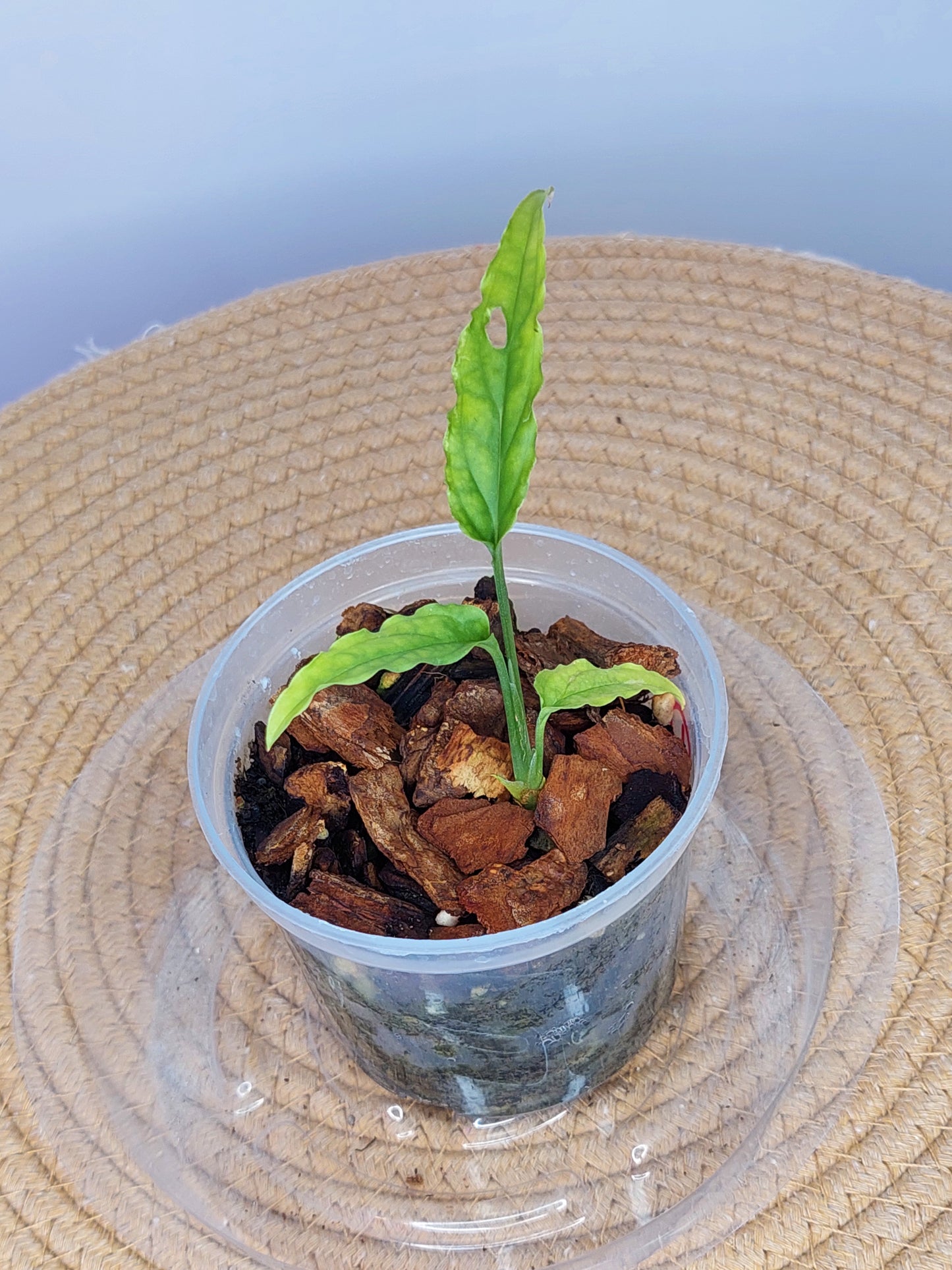 Monstera Obliqua Peru 1