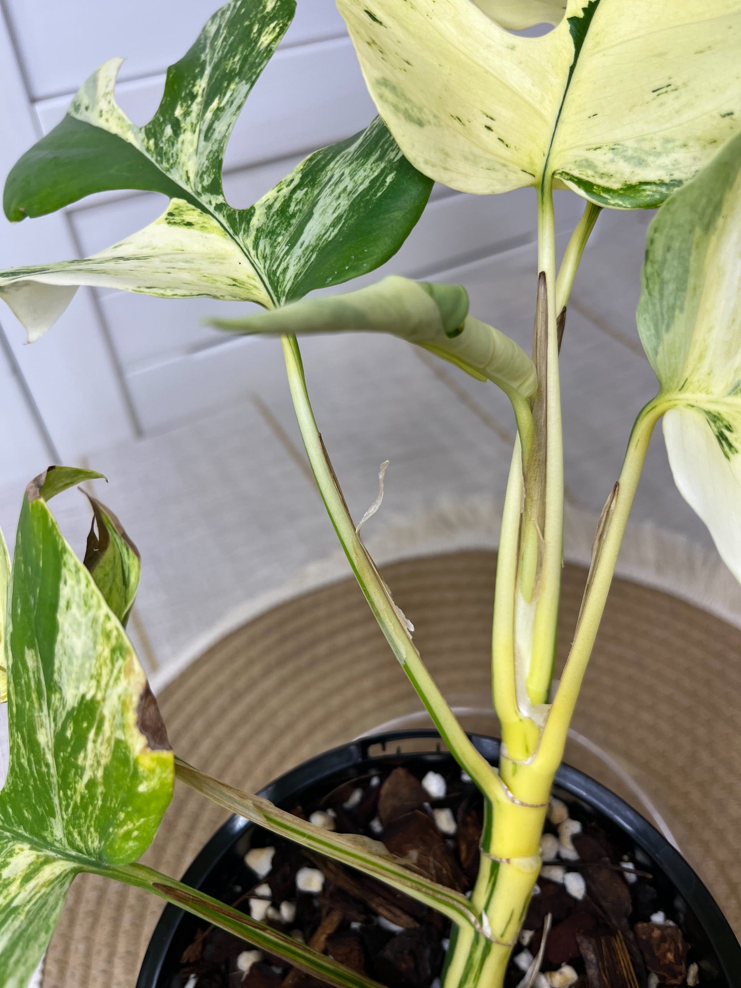 Rhaphidophora Tetrasperma Minima Albo Highly Variegated 1