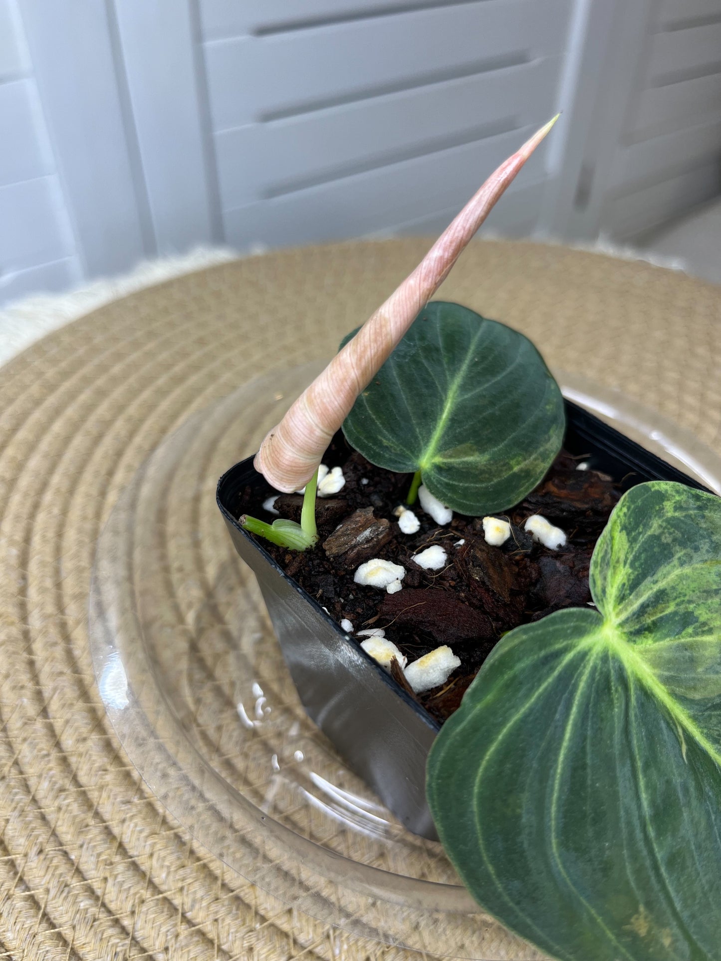 Philodendron Melanochrysum Variegated 1