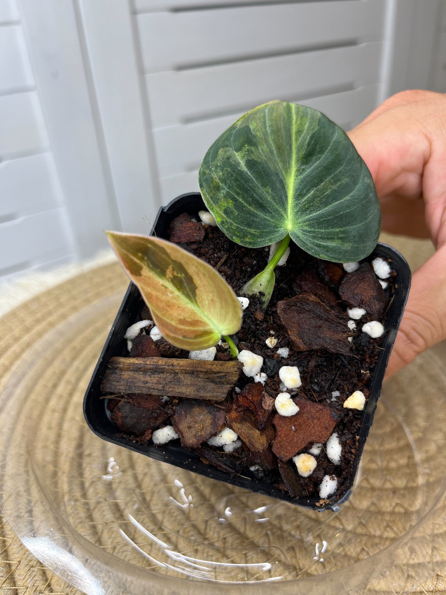 Philodendron Melanochrysum Variegated 3