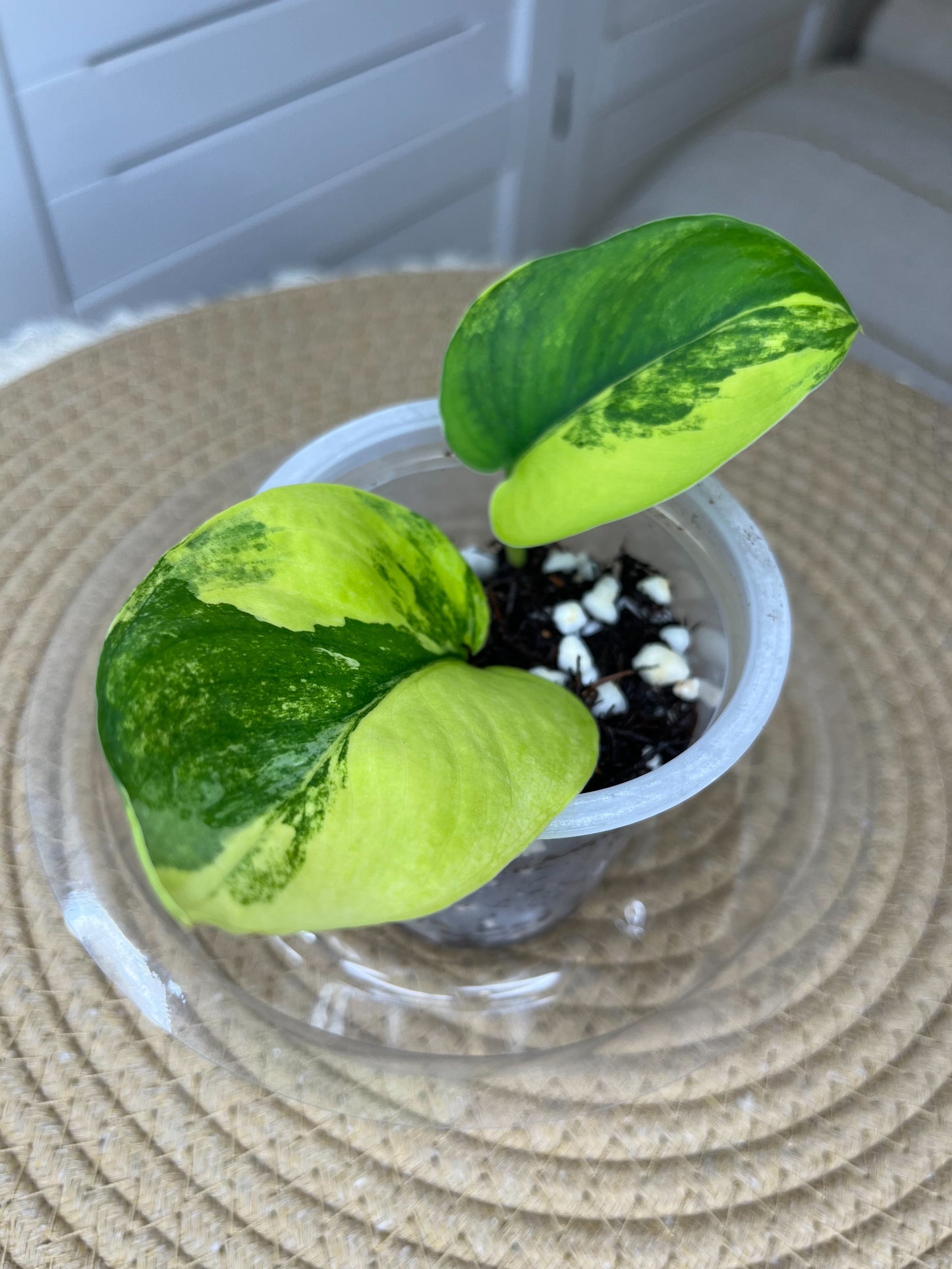 Scindapsus Jade Satin Variegated(Cutting/rooted) #A