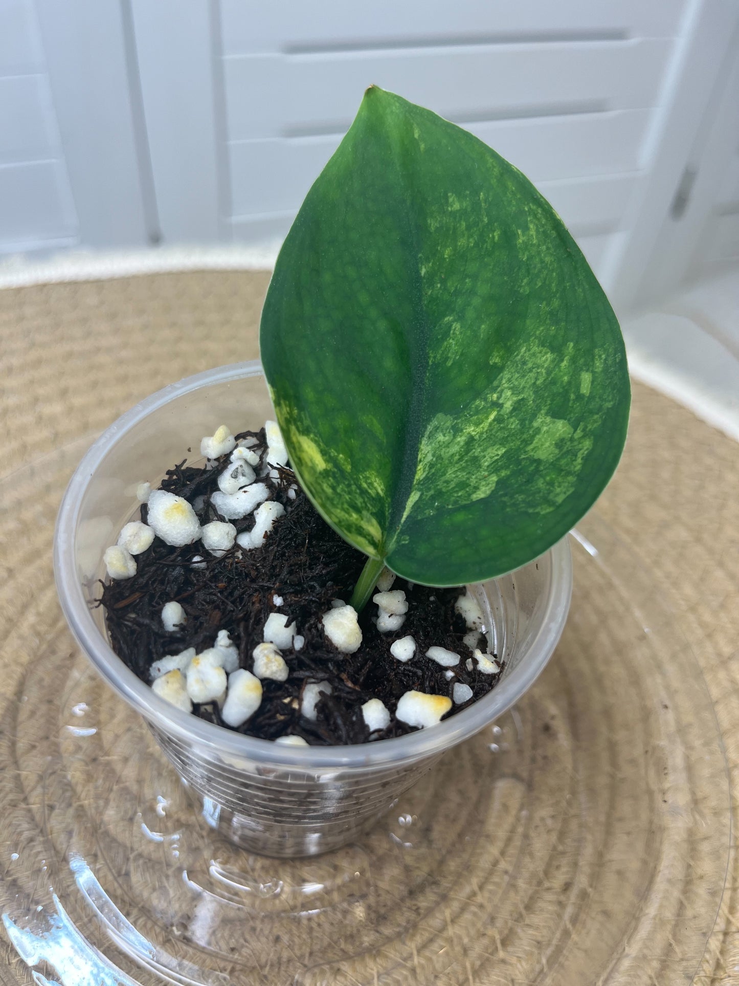 Scindapsus Jade Satin Variegated(Cutting/rooted) @1