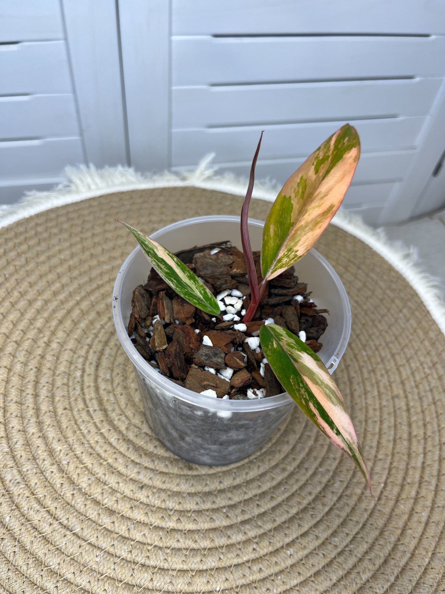 Philodendron Caramel Marble Variegated B(small)