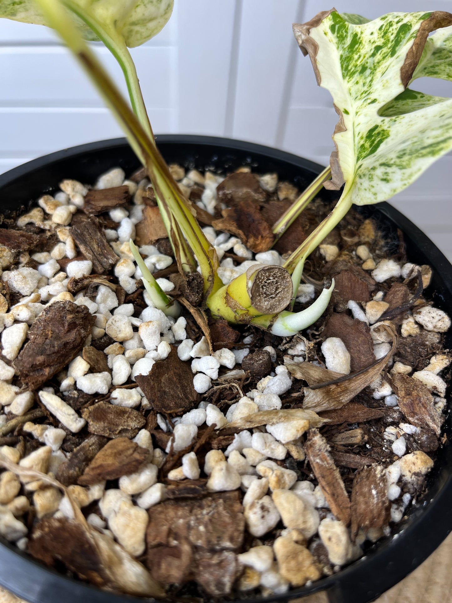 Rhaphidophora Tetrasperma Minima Albo Highly Variegated with 3 growth points