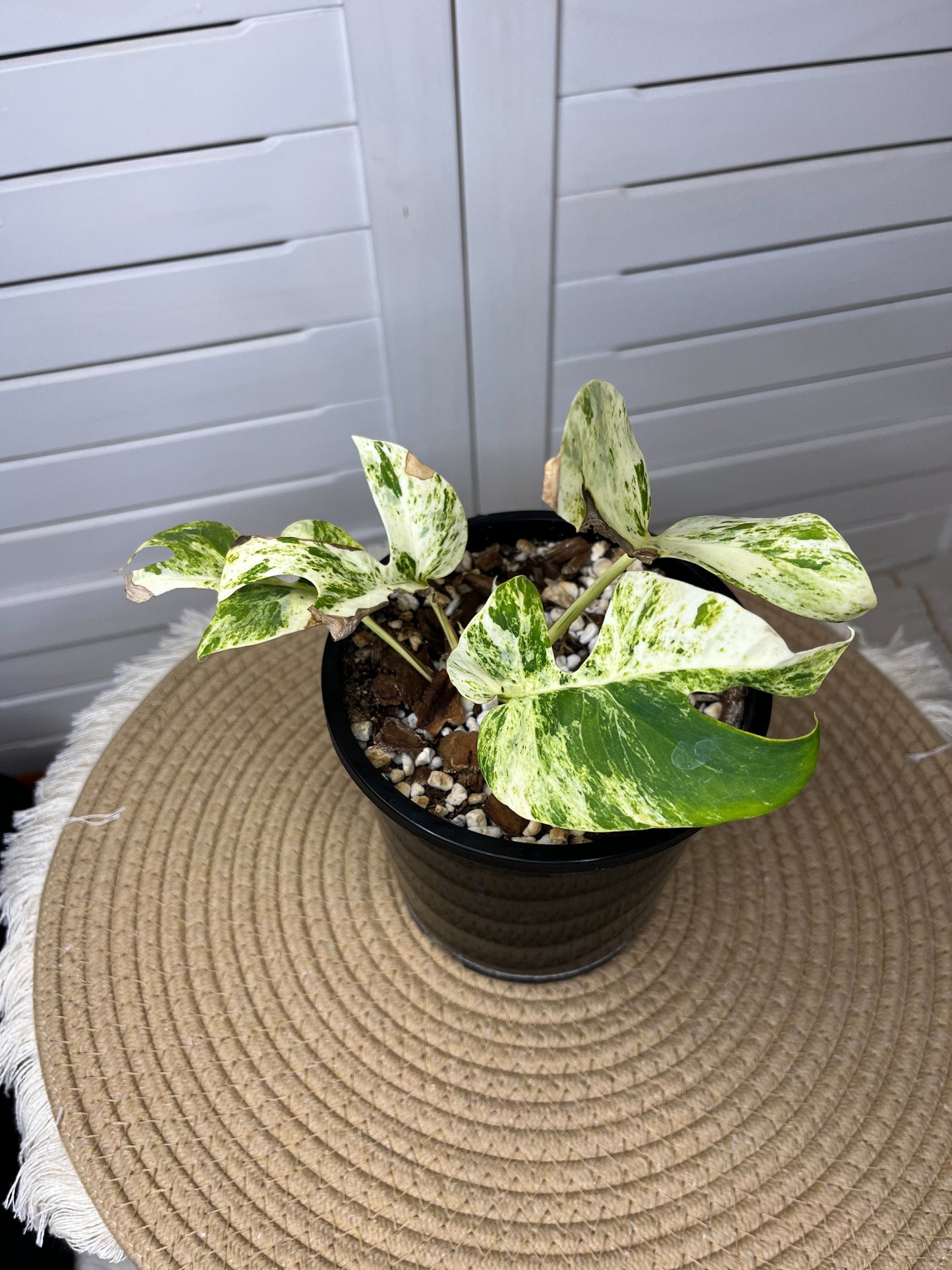 Rhaphidophora Tetrasperma Minima Albo Highly Variegated with 3 growth points