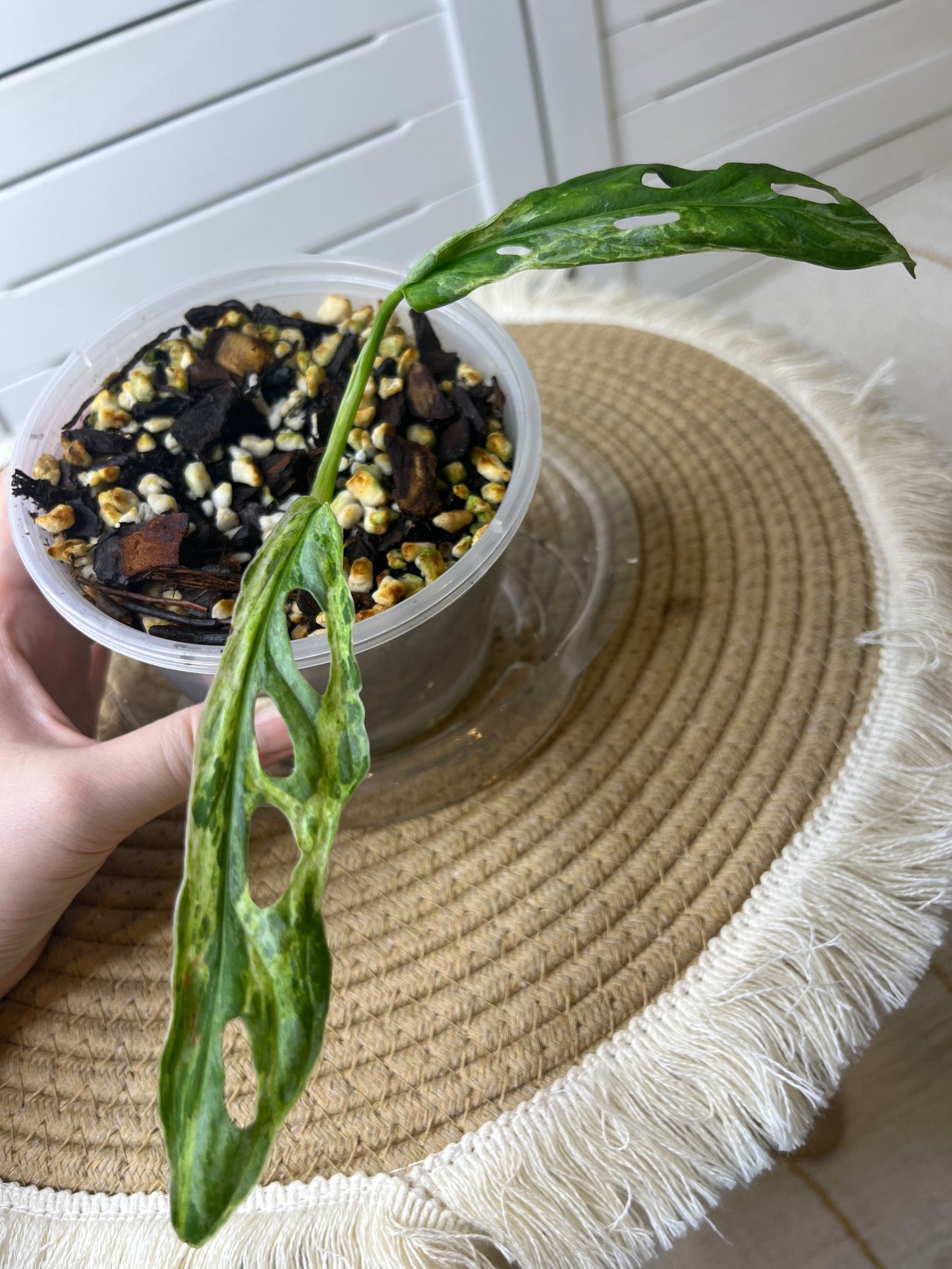 Monstera Adansonii Mint #1 (Base cutting)