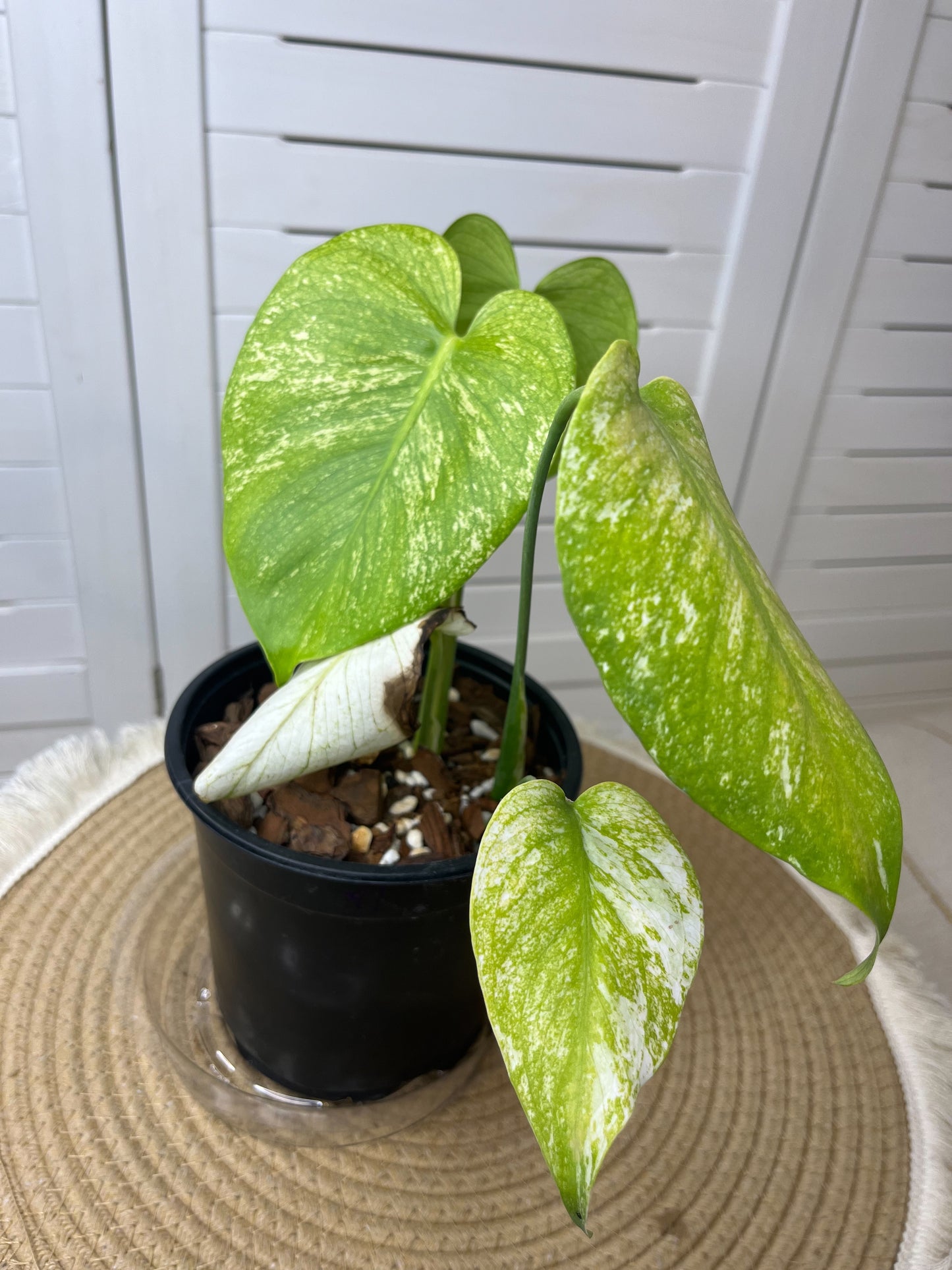 Monstera Deliciosa Sunshine #1