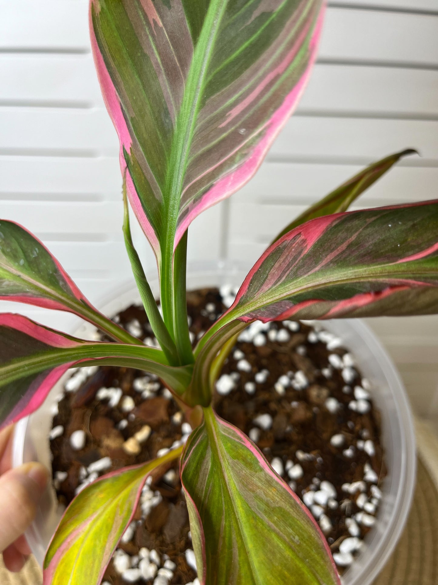 Musa "Nono" - Pink Variegated Banana