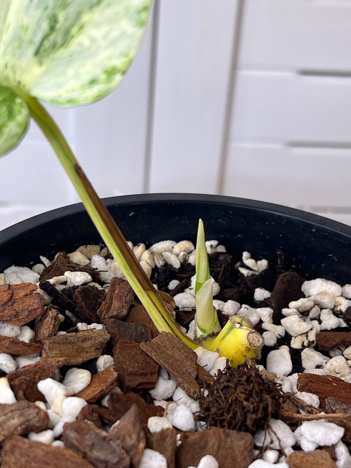 Minima Albo(Rhaphidophora Tetrasperma) Variegated 1