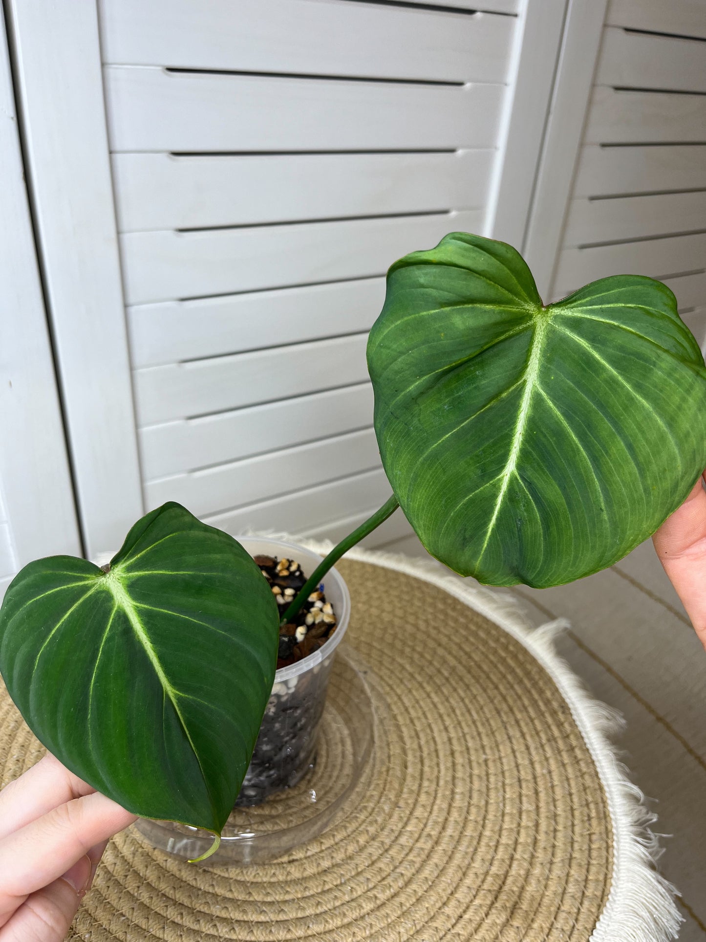 Philodendron Gloriosum 1