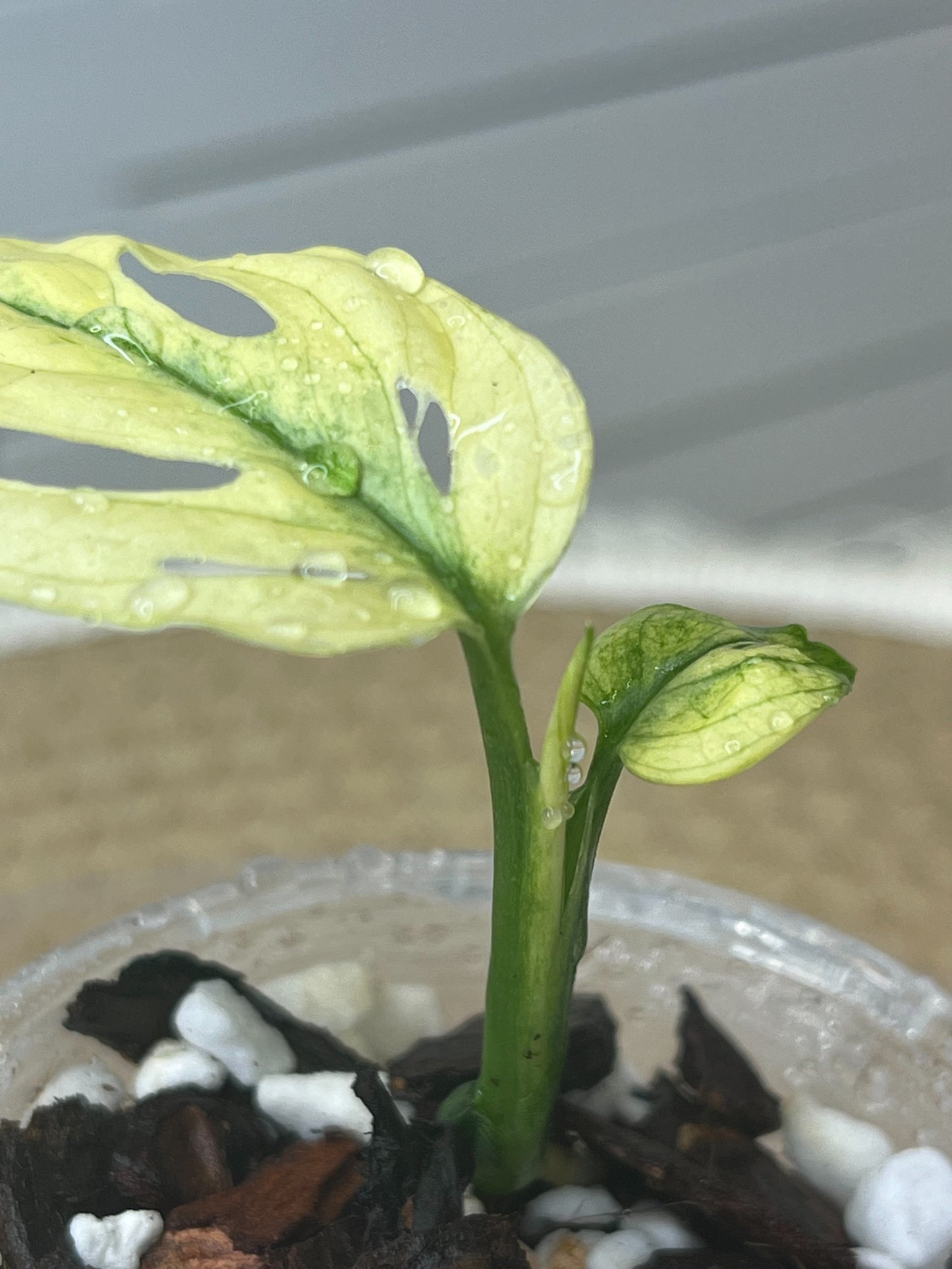 Monstera Monkey Mask(Adansonii) Highly Variegated #1