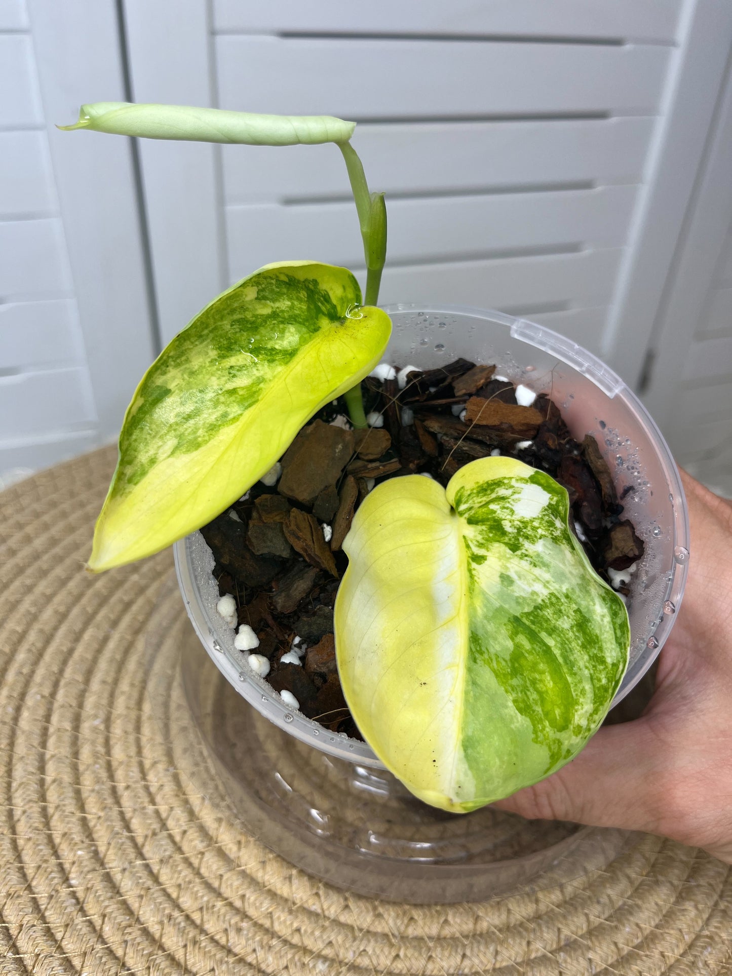 Scindapsus Jade Satin Variegated(Cutting/rooted) #1