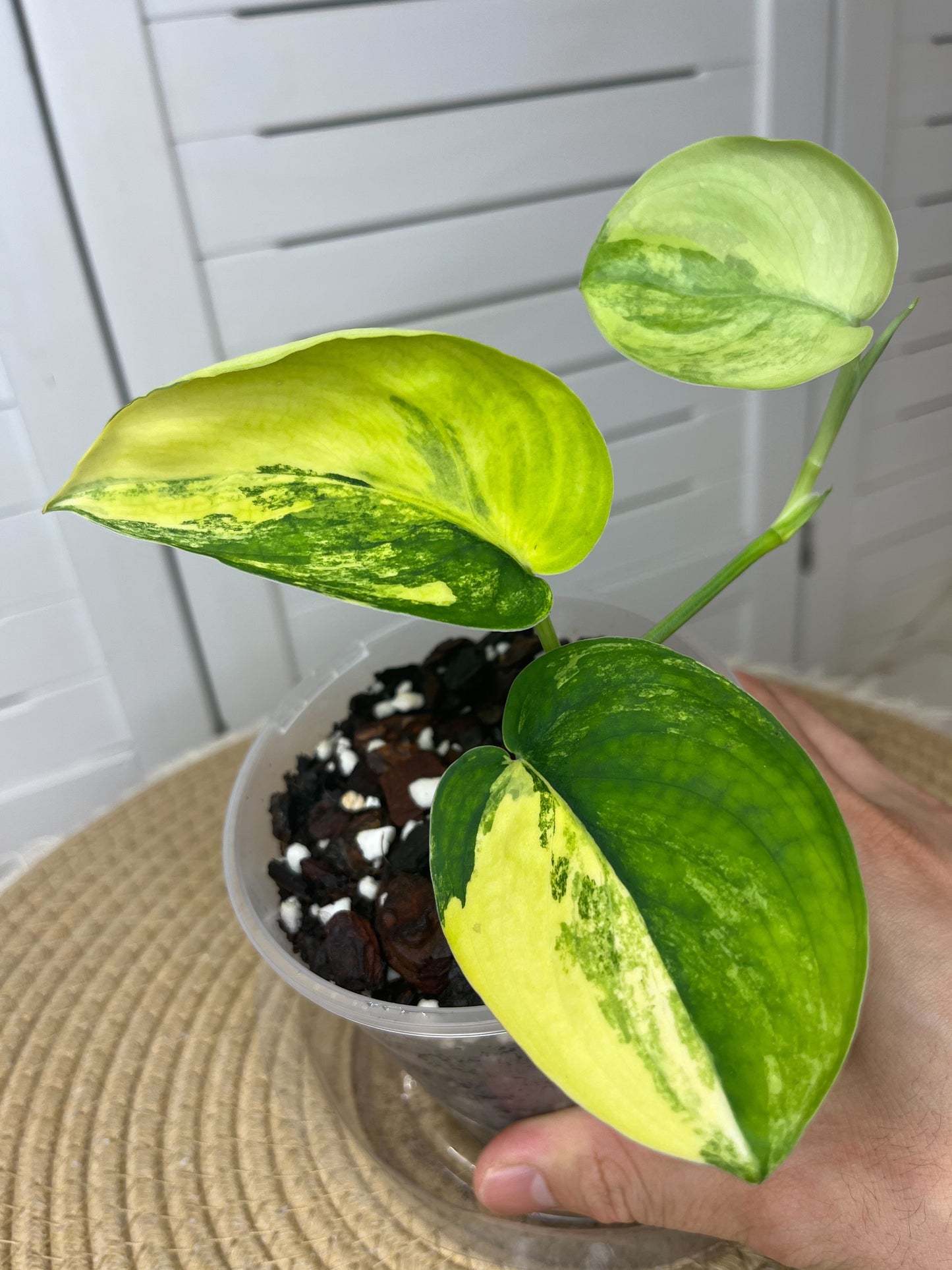 Scindapsus Jade Satin Variegated(Cutting/rooted) #2